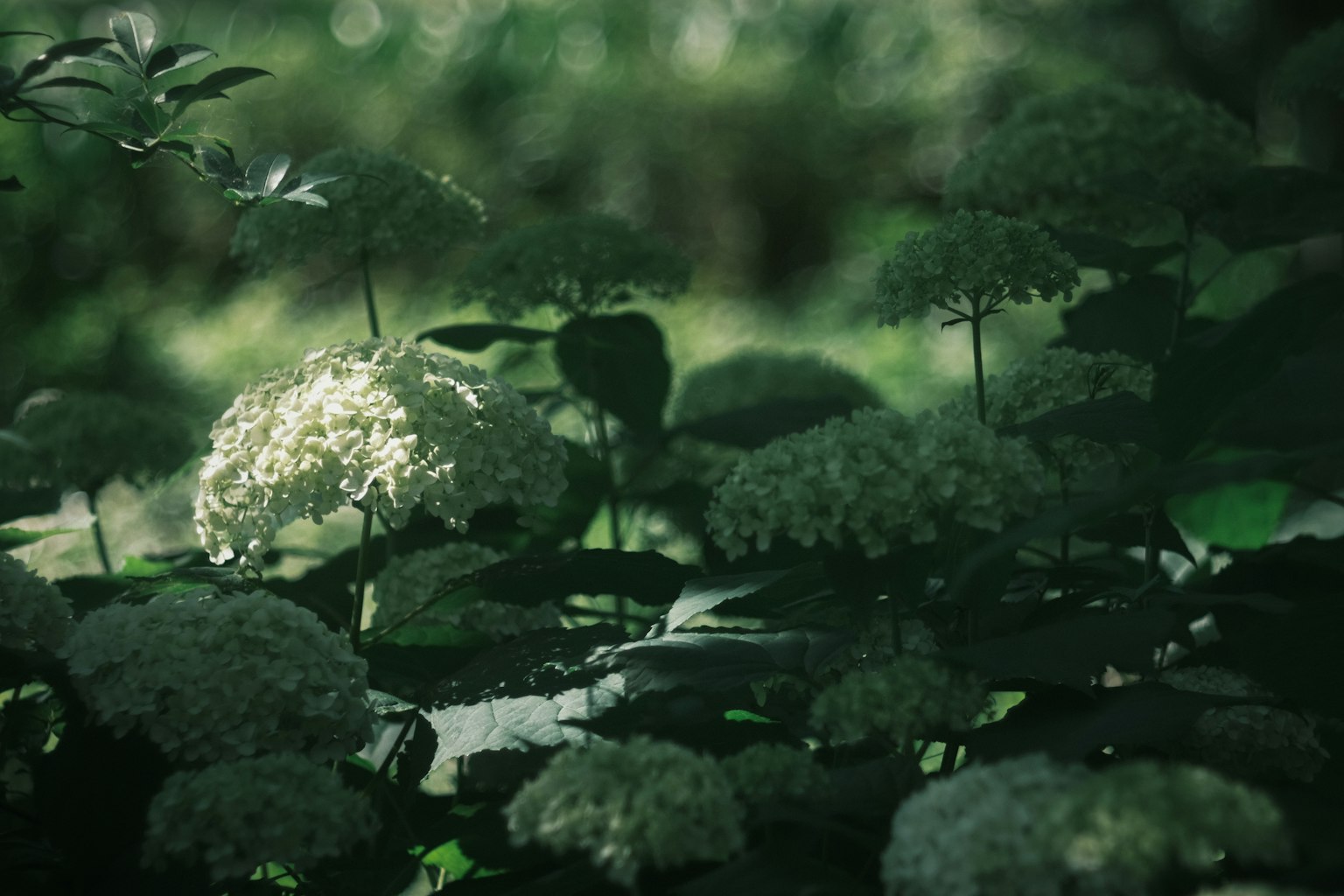 宁静的自然场景，白花与绿叶相间