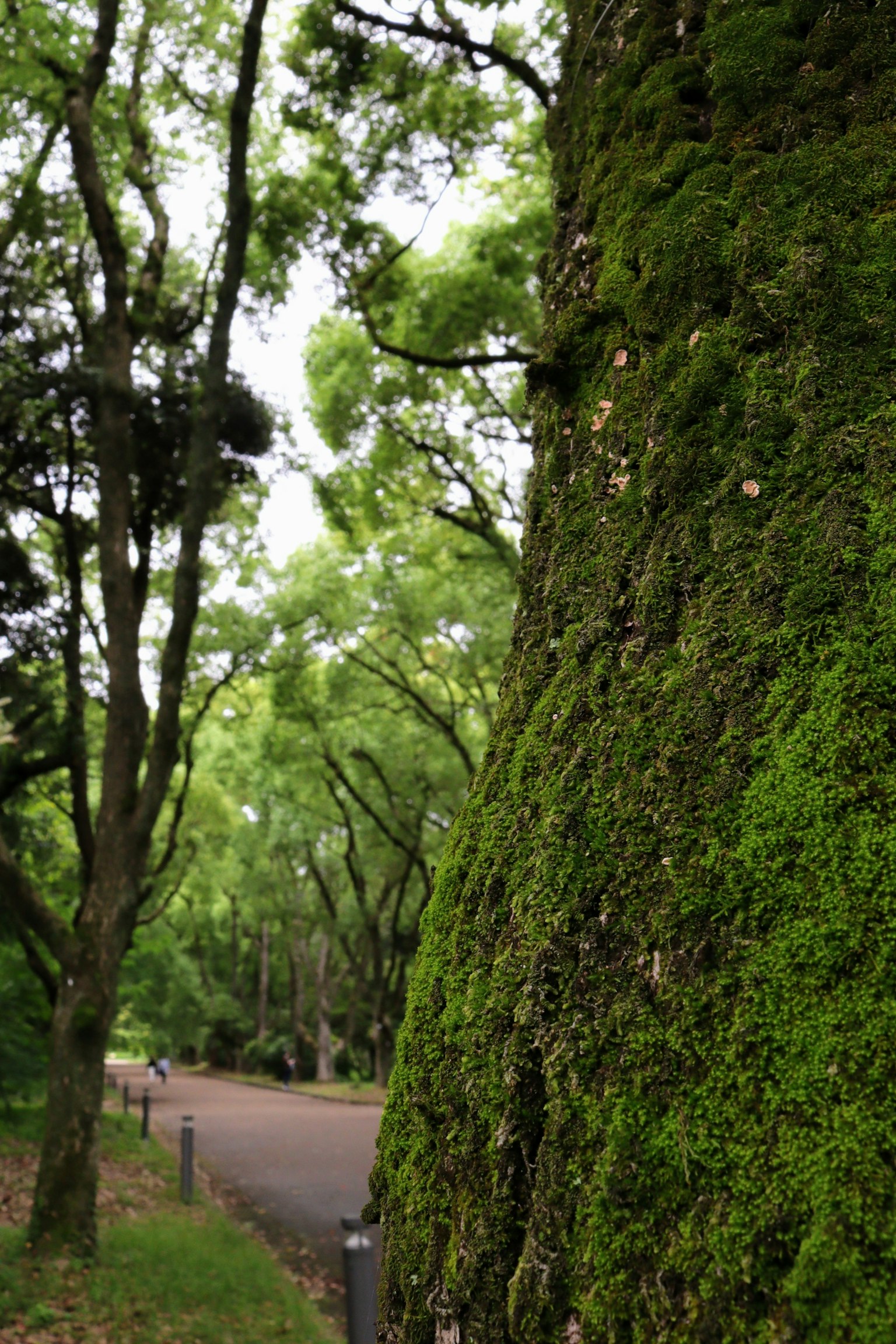 Primo piano di un tronco d'albero coperto di muschio circondato da fogliame verde lussureggiante