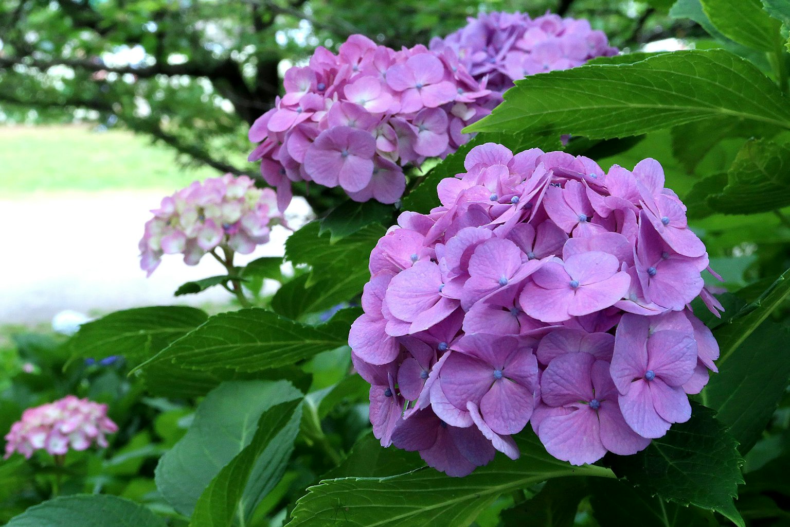 Groupe de fleurs d'hortensia roses entourées de feuilles vertes