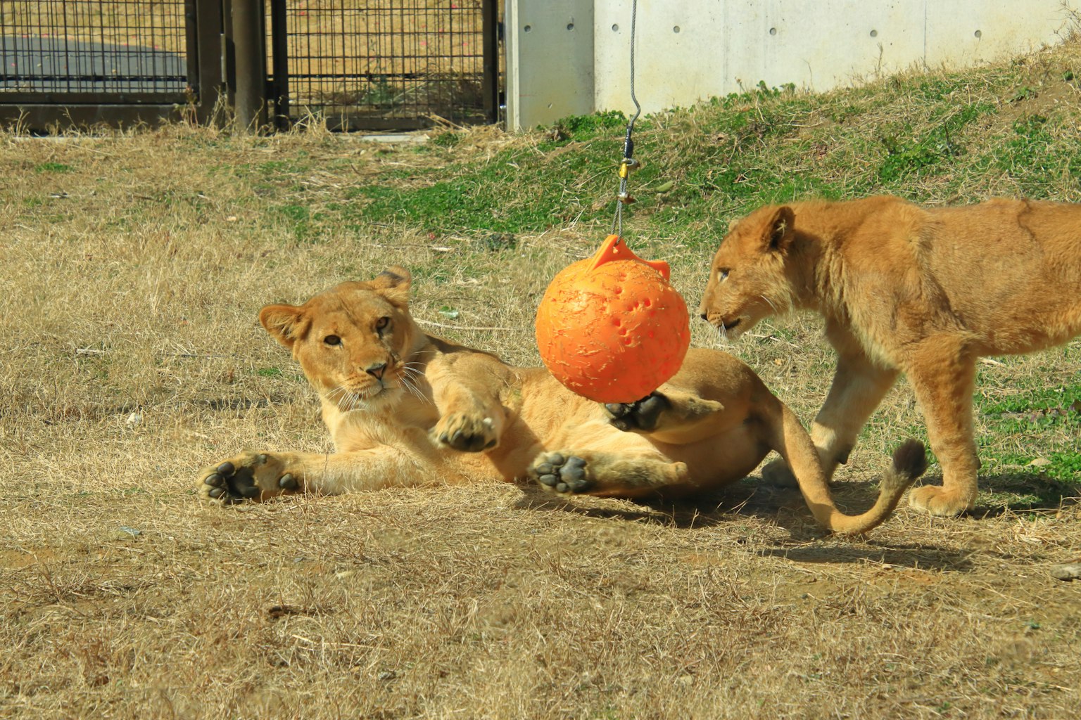 Deux lions jouant avec une balle orange