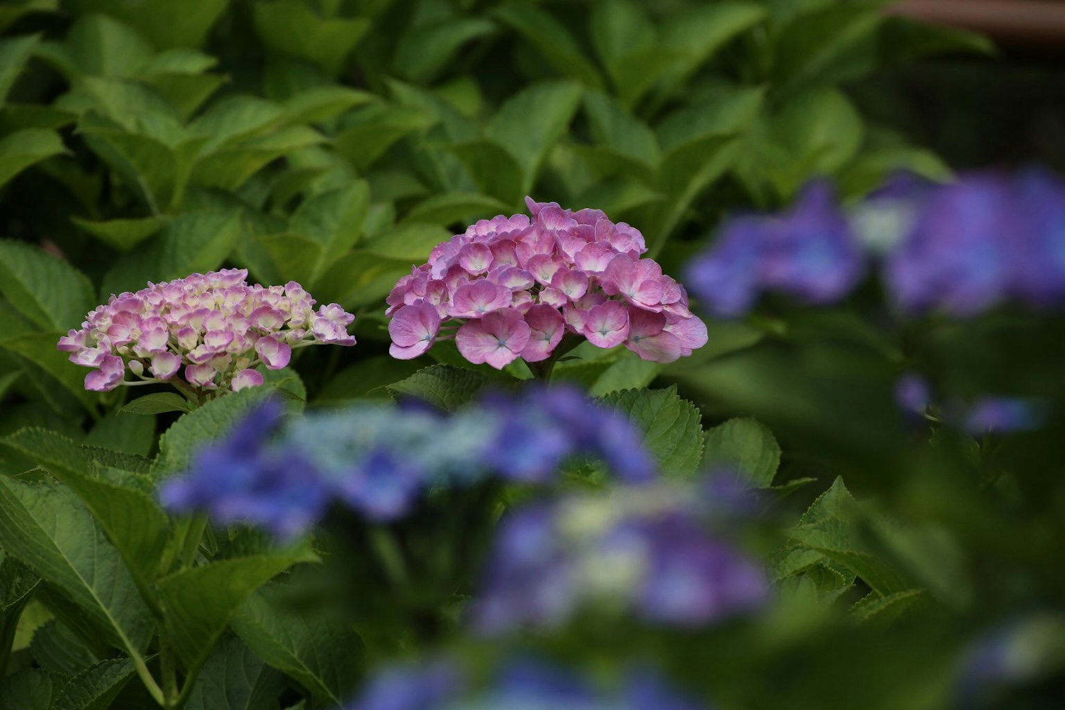 Flores de hortensia floreciendo entre hojas verdes