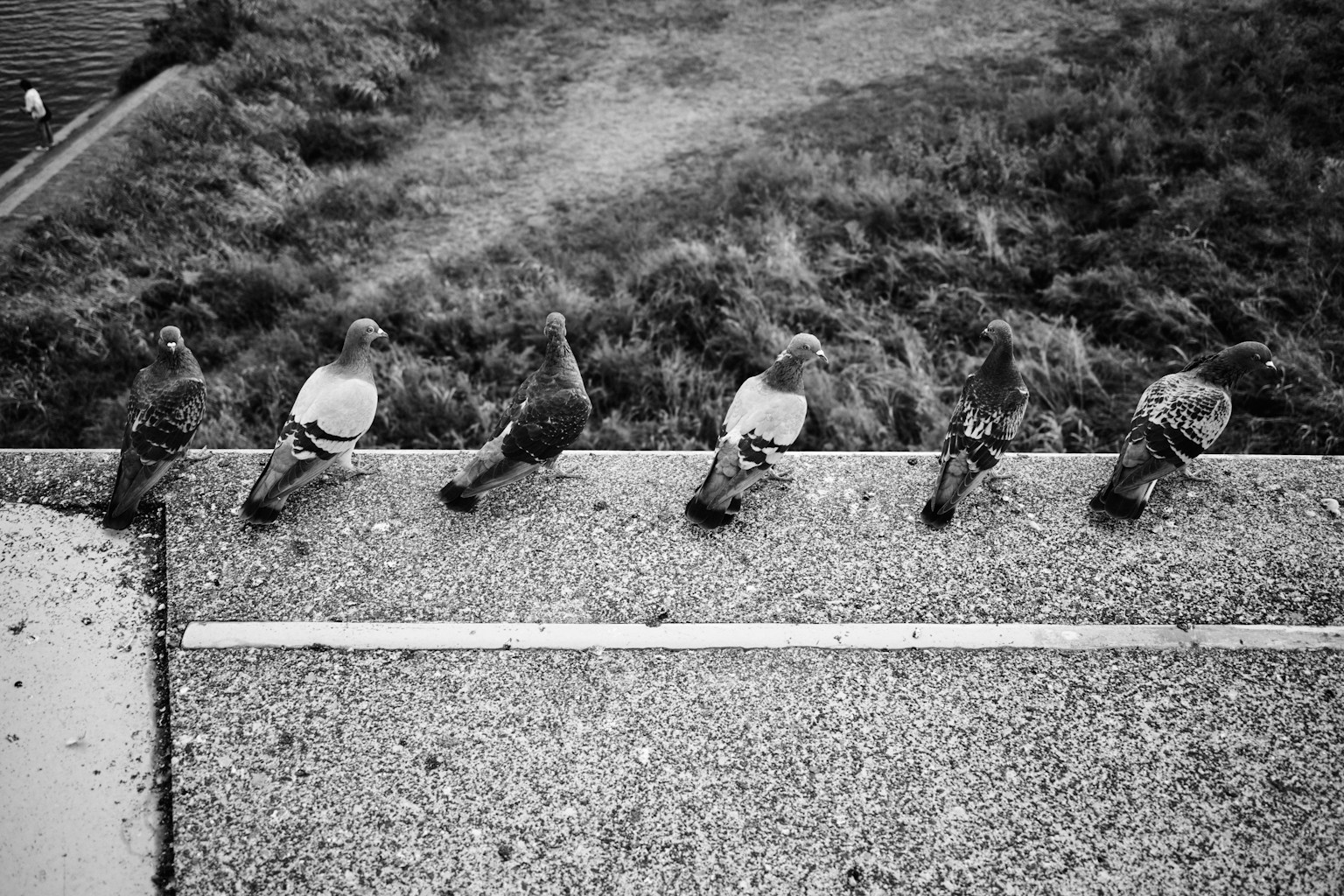 Cinq pigeons alignés sur un rebord en noir et blanc