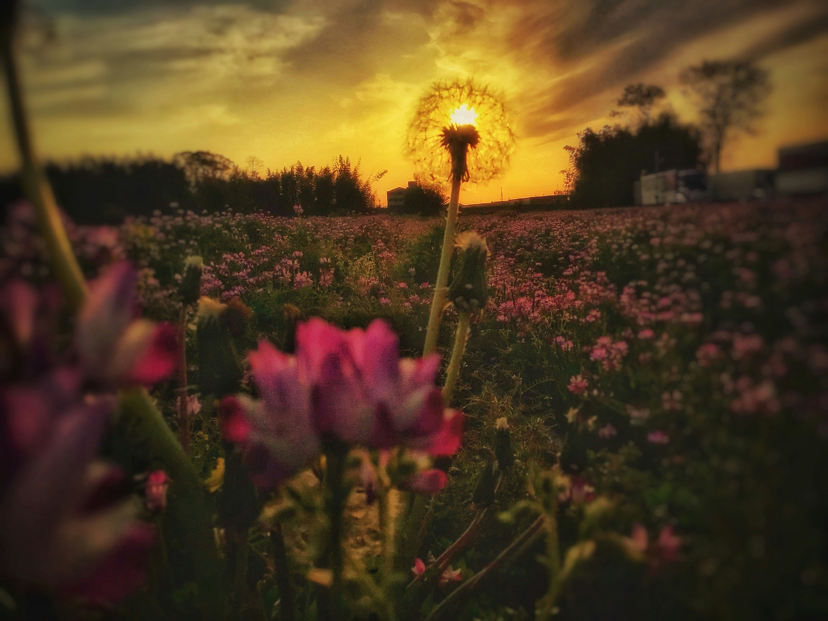 夕暮れのレンゲ畑で綿毛の咲く花