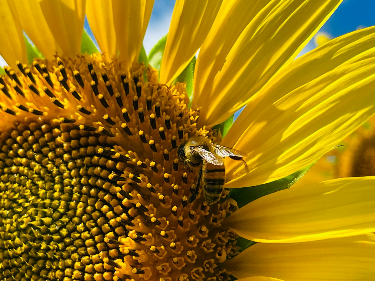 Primo piano di un'ape su un girasole