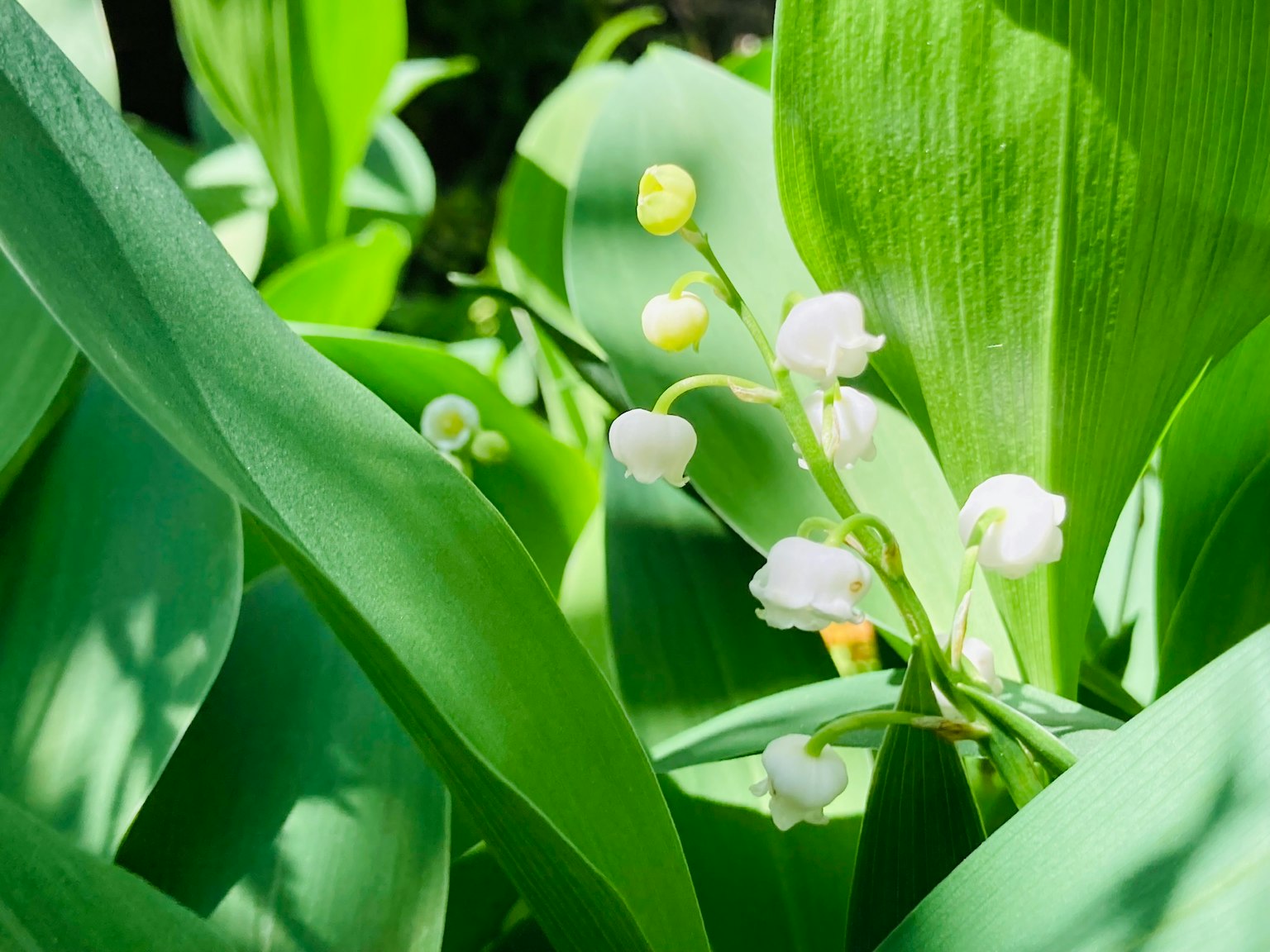 Lily of the valley flowers blooming among green leaves