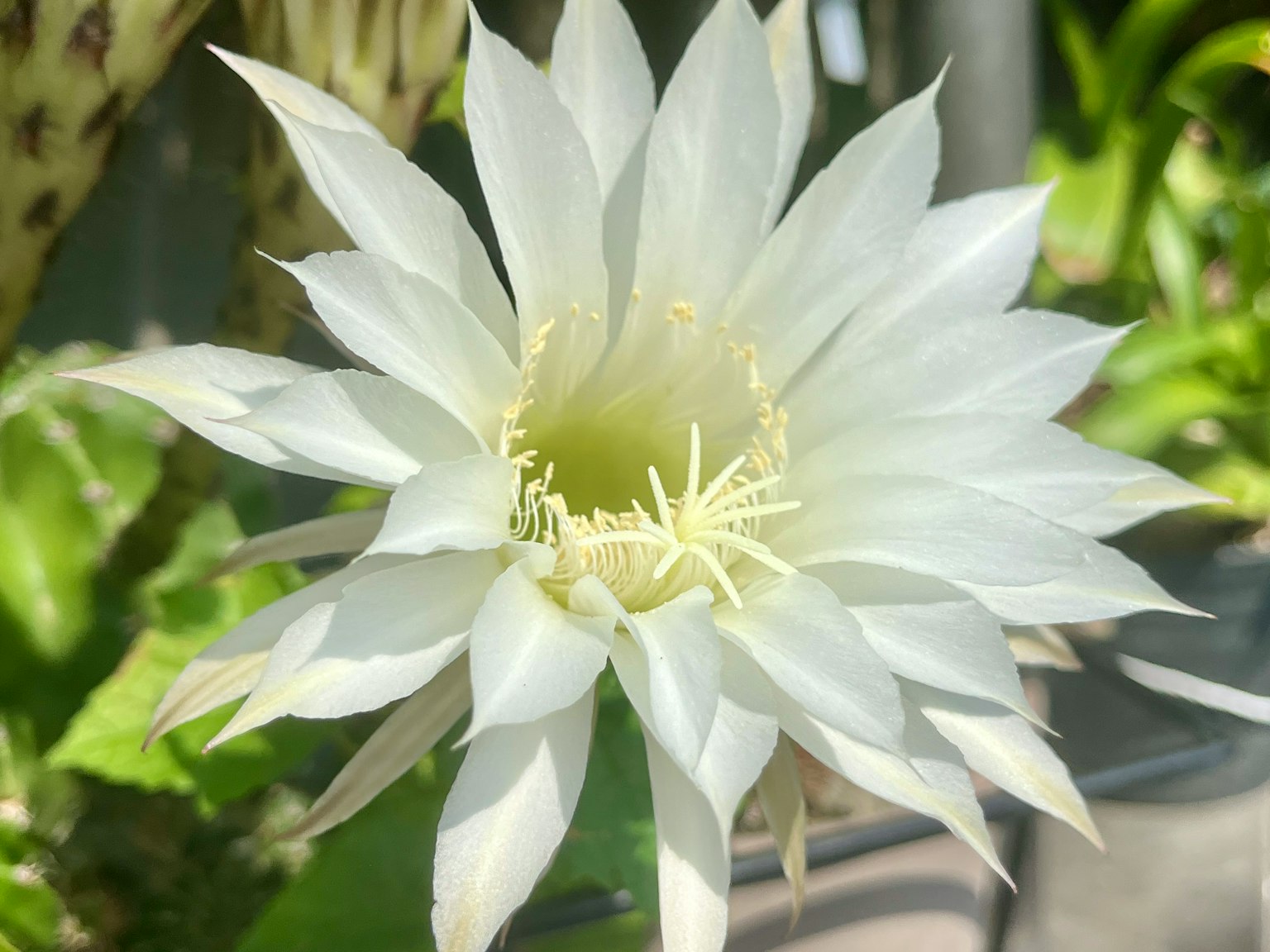 Immagine di un fiore di cactus bianco in fiore con petali appuntiti