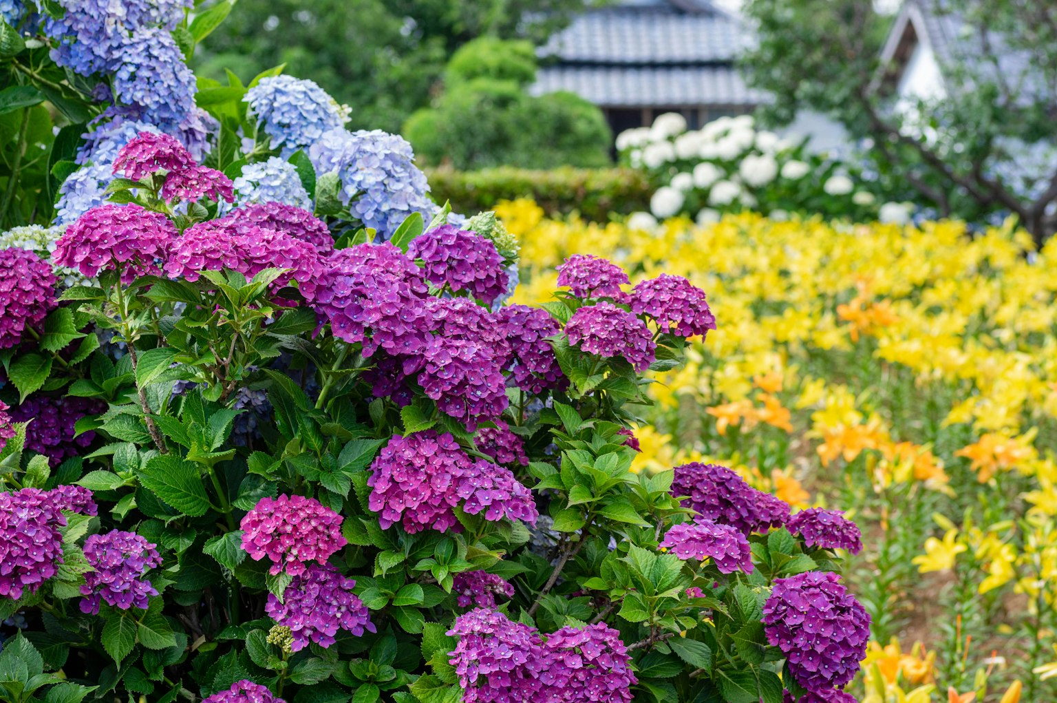 Gartenszene mit lila und blauen Hortensien und gelben Lilien in Blüte