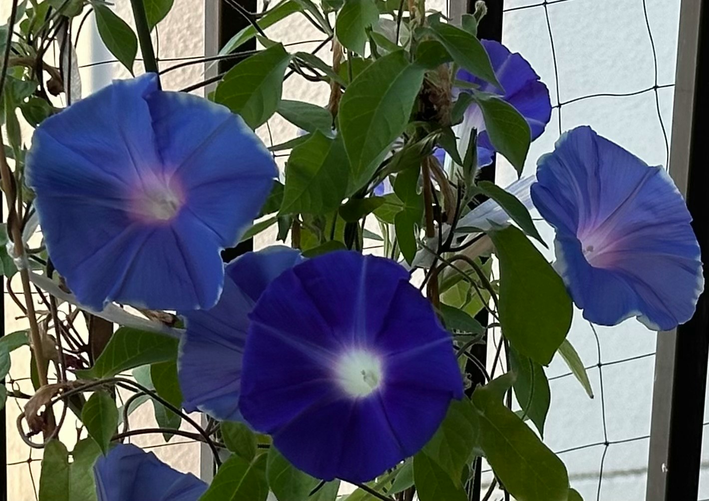 Blaue Prunkwindenblüten an einer rankenden Pflanze an einem Fenster