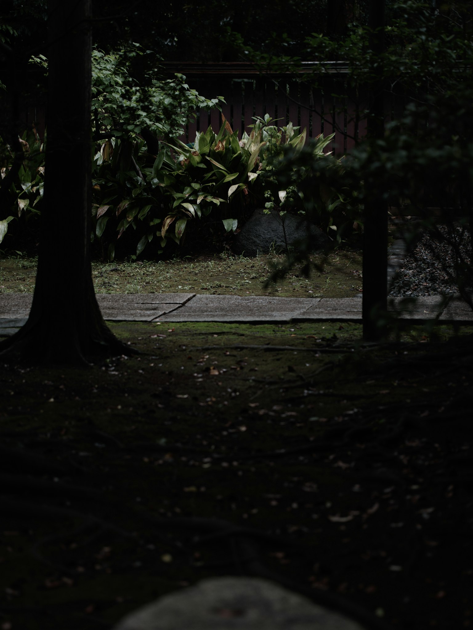 Dimly lit park scene with trees and foliage
