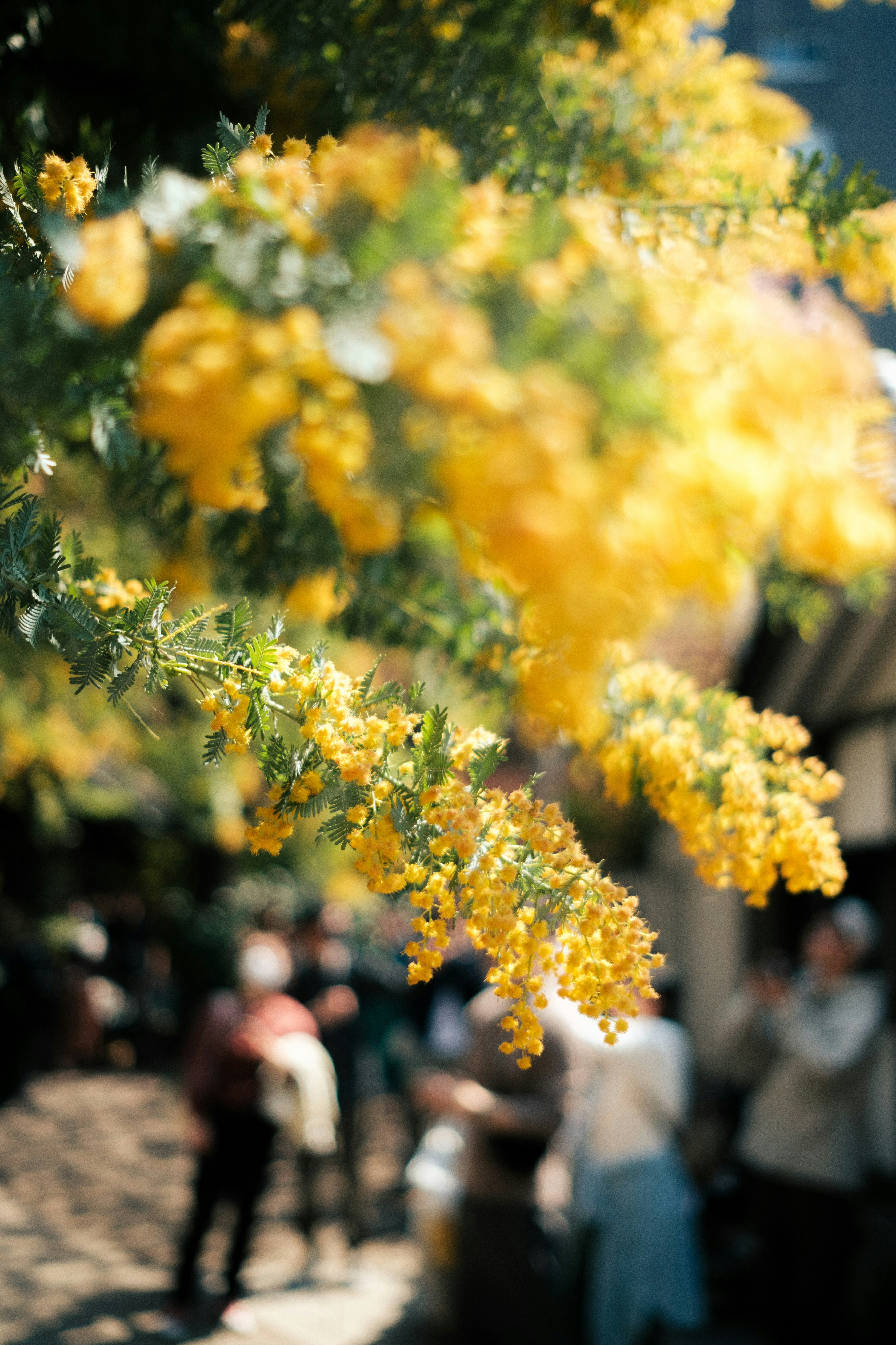 ミモザの花が並ぶ街路のボケた背景