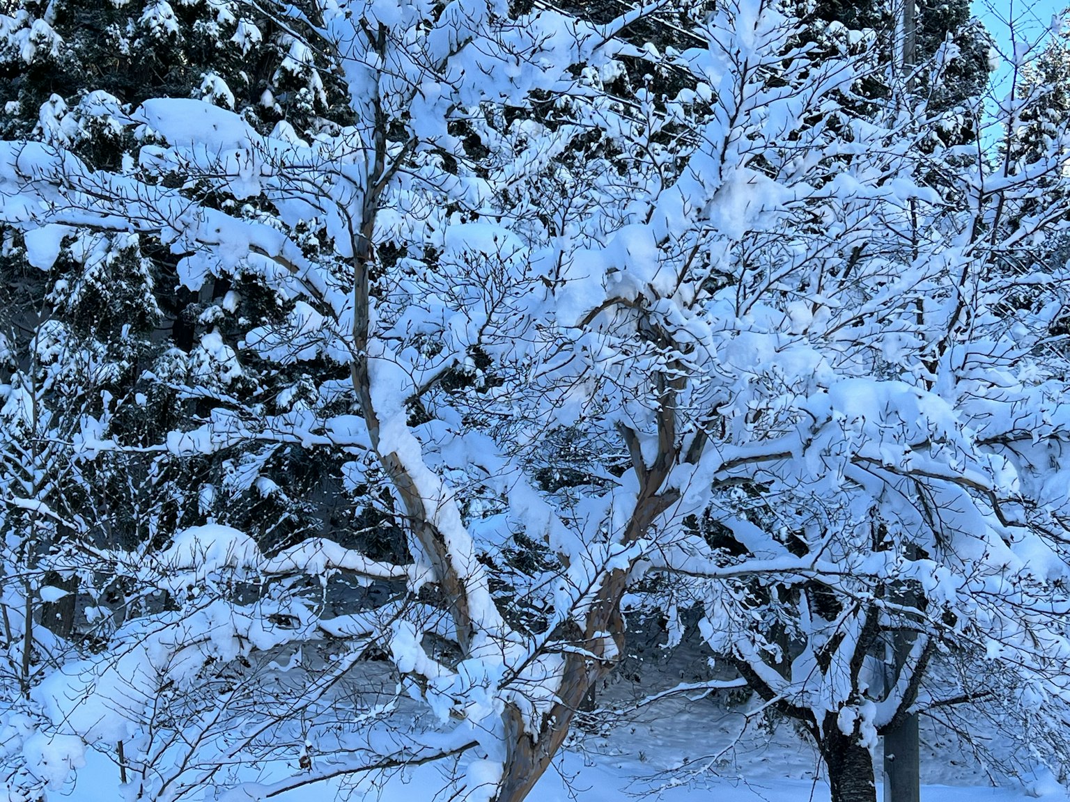被雪覆盖的树木的美丽风景