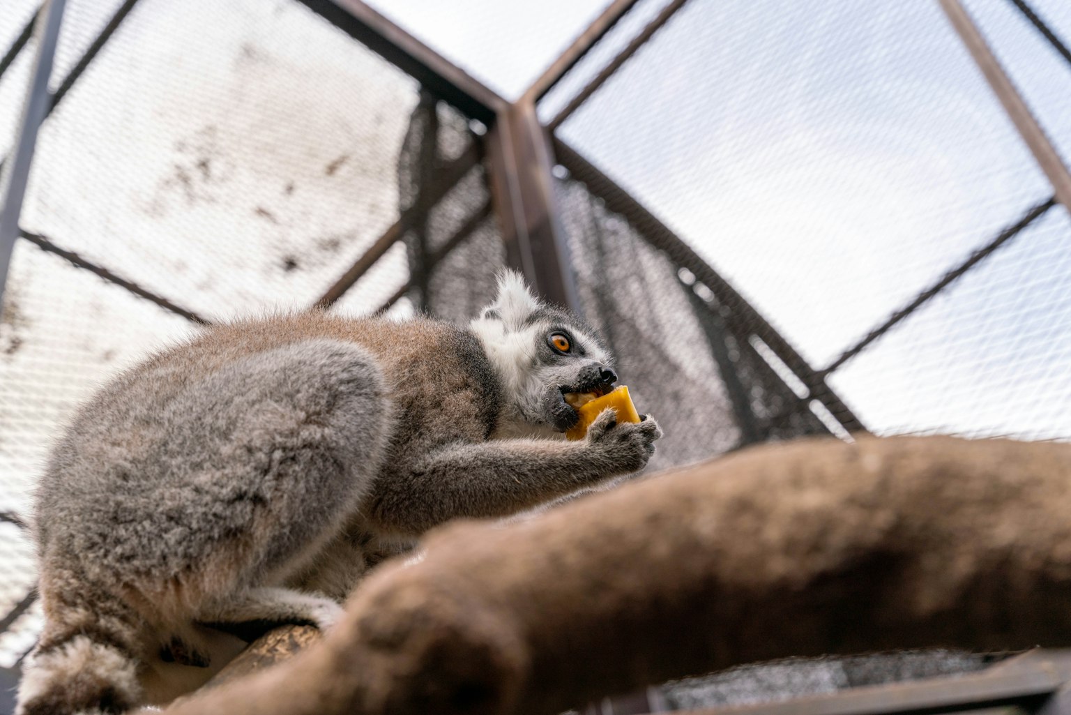 Profile of a lemur holding food inside a cage