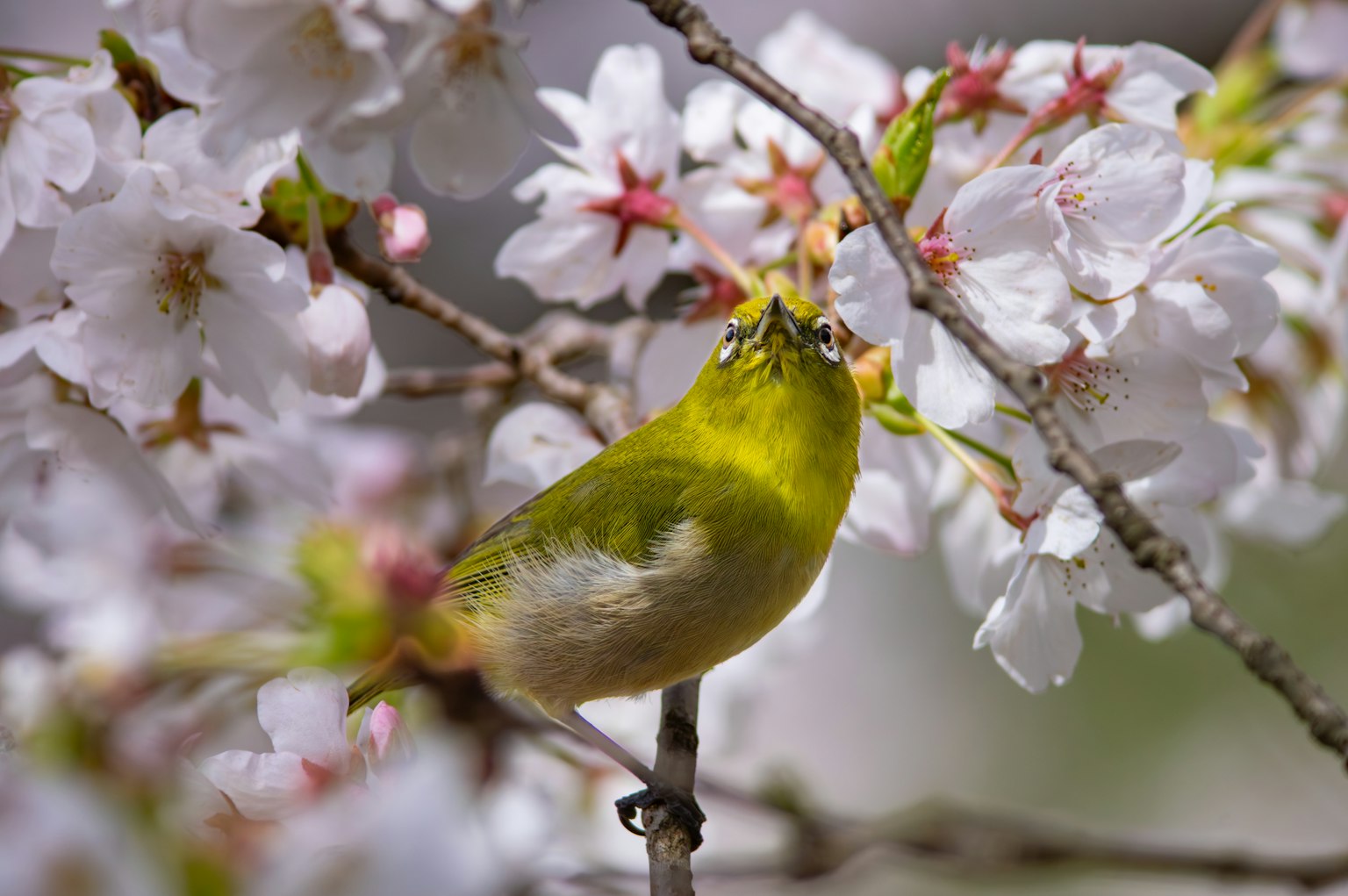 Green bird among cherry blossoms