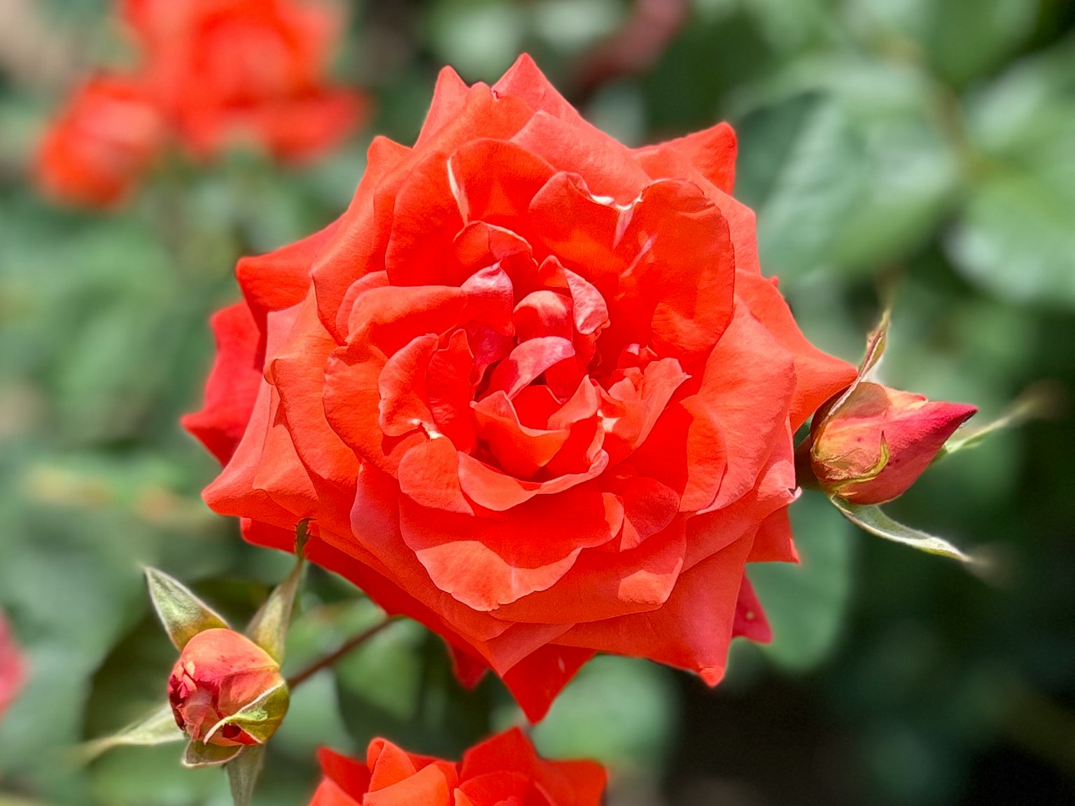 Vibrant orange rose flower with buds