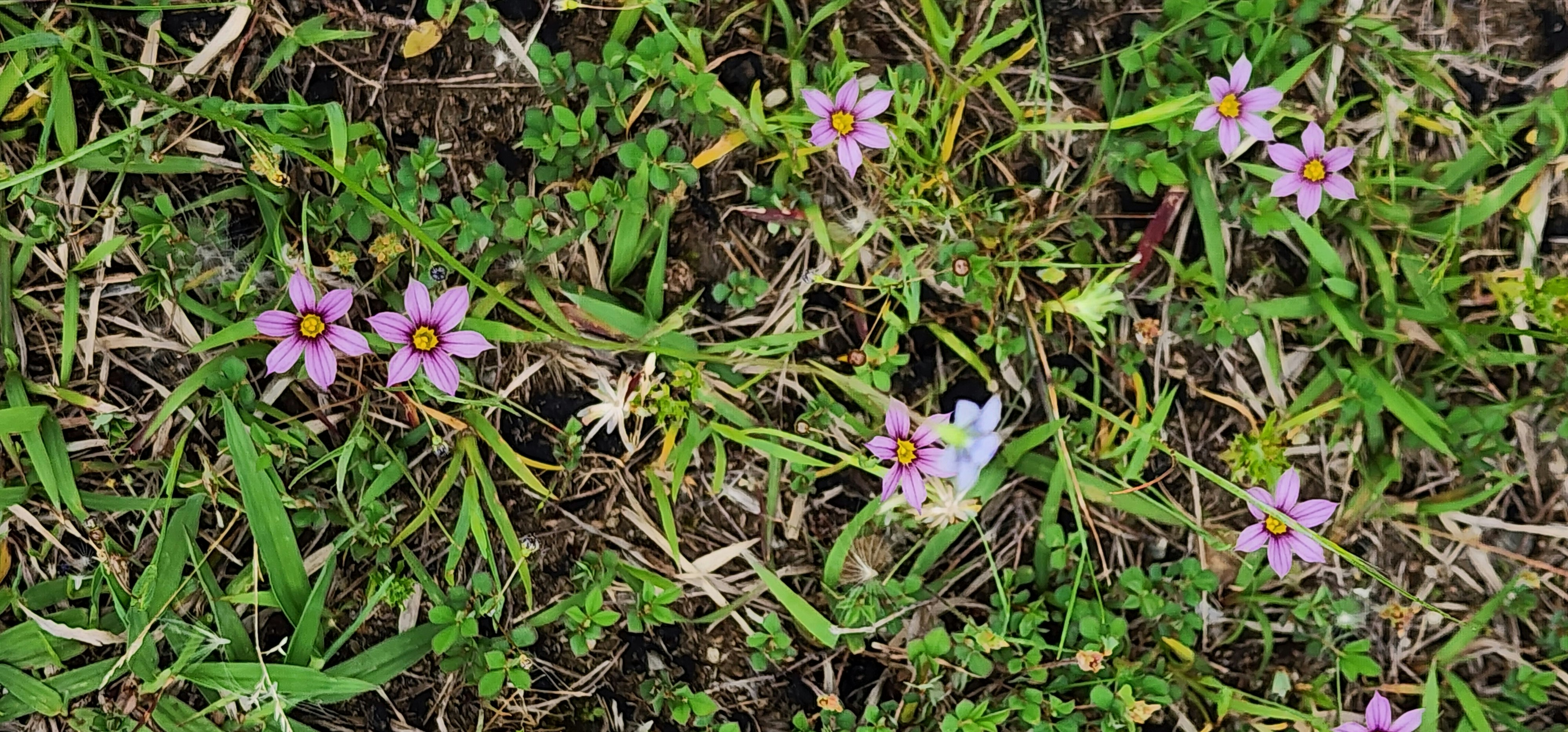 かわいい雑草の小さな紫の花が咲く地面