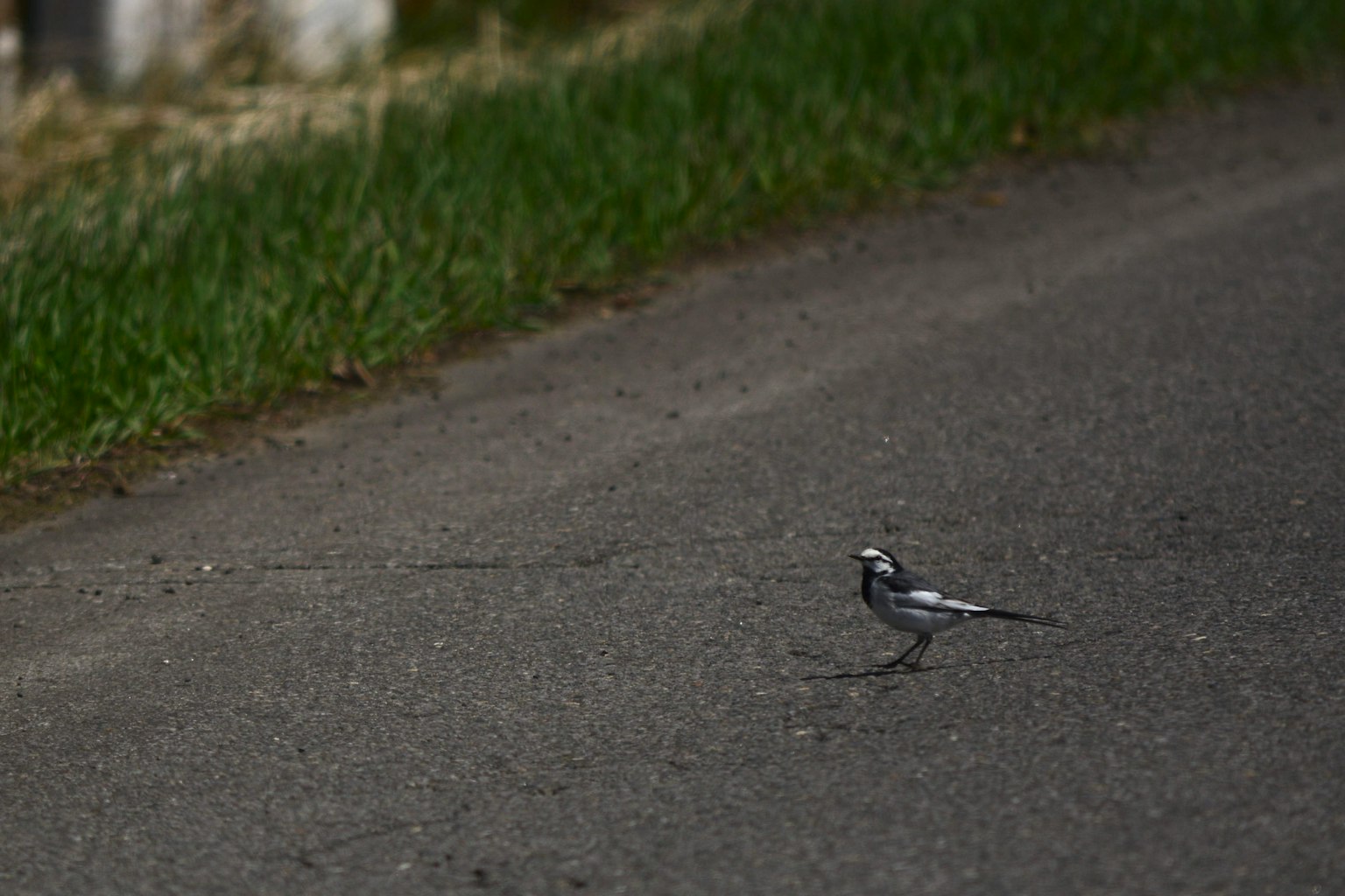 Un uccello bianco e nero che attraversa la strada