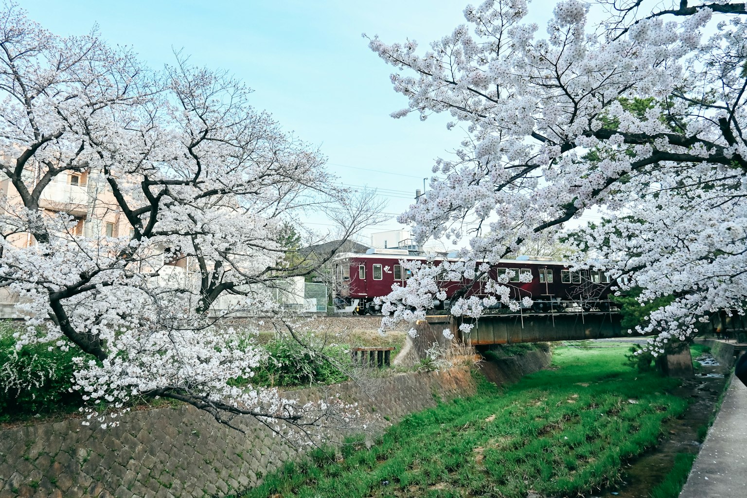 Vue pittoresque d'arbres en fleurs au bord d'une rivière avec un train rouge