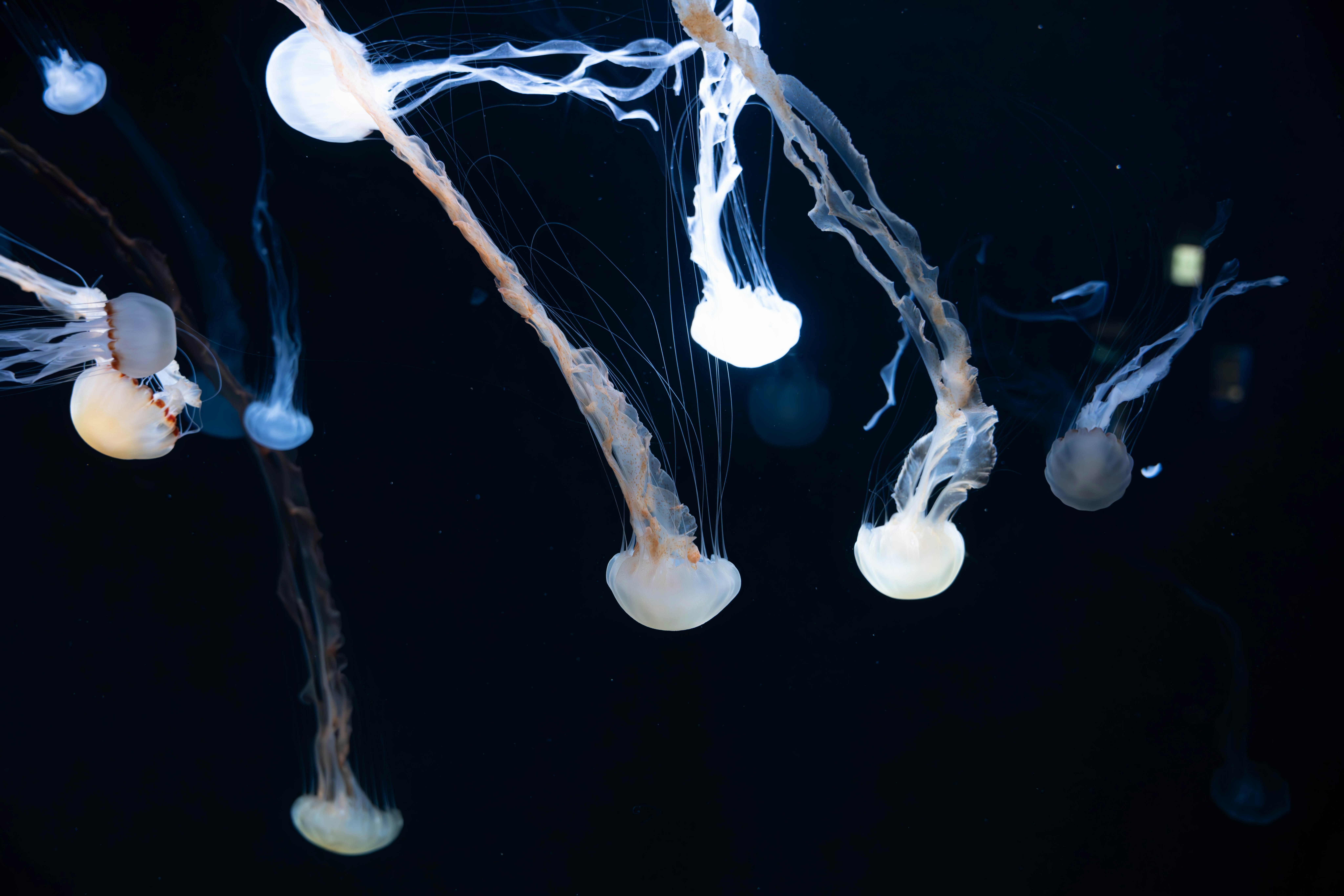 深色背景下漂浮的發光水母般生物群