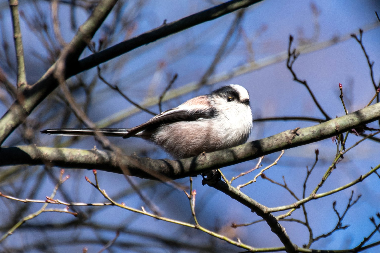 Un pequeño pájaro posado en una rama de árbol