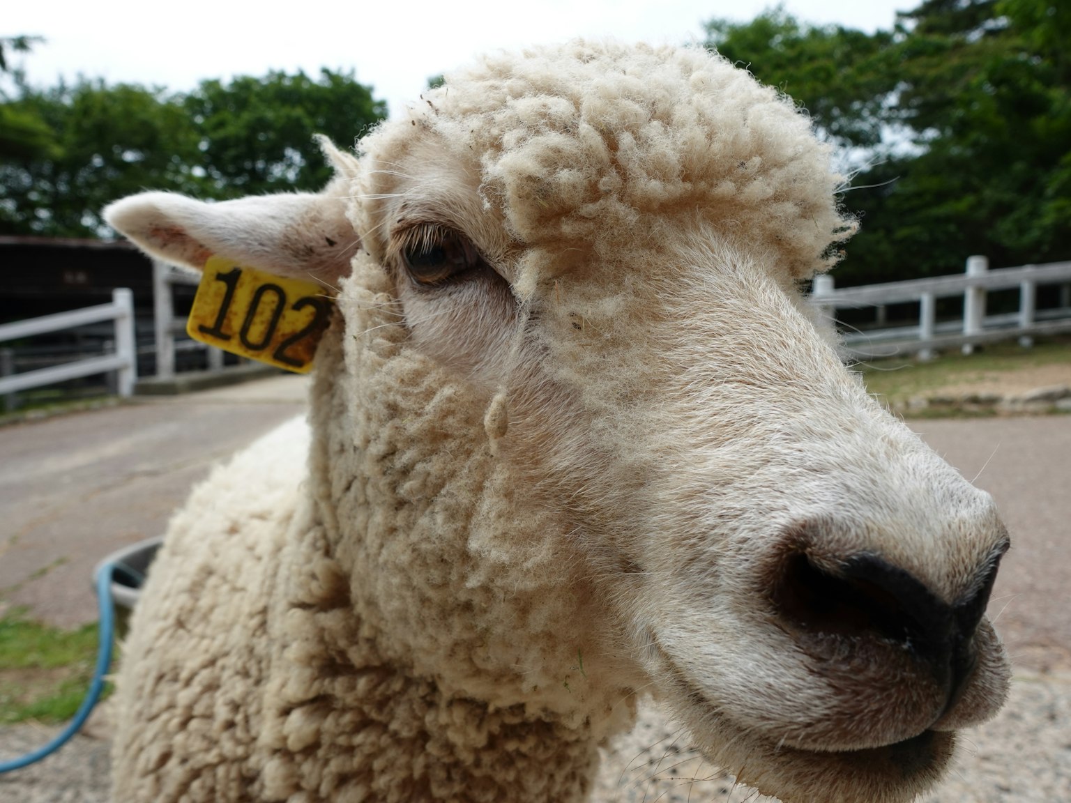 Close-up de una oveja blanca con la etiqueta número 102 en la oreja