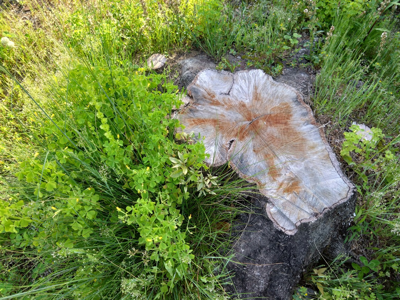Tree stump surrounded by green grass showing tree rings