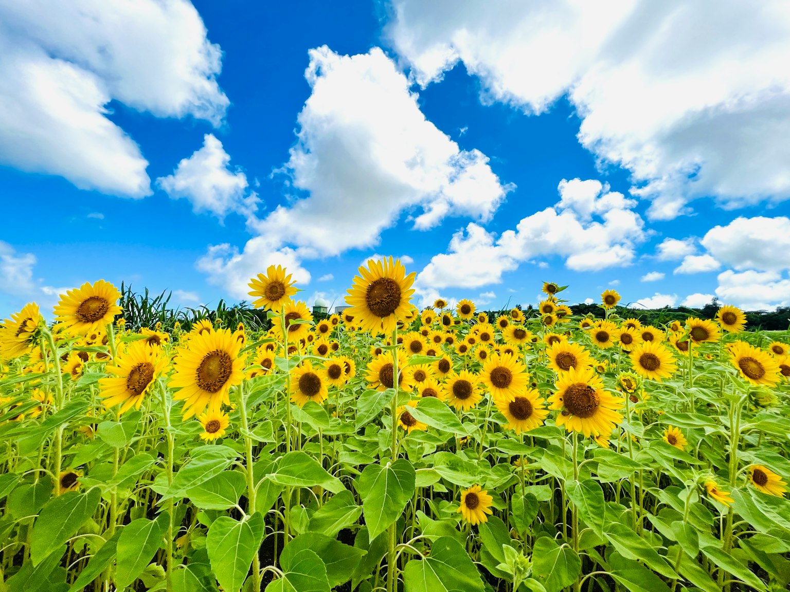 蓝天和白云下的向日葵田