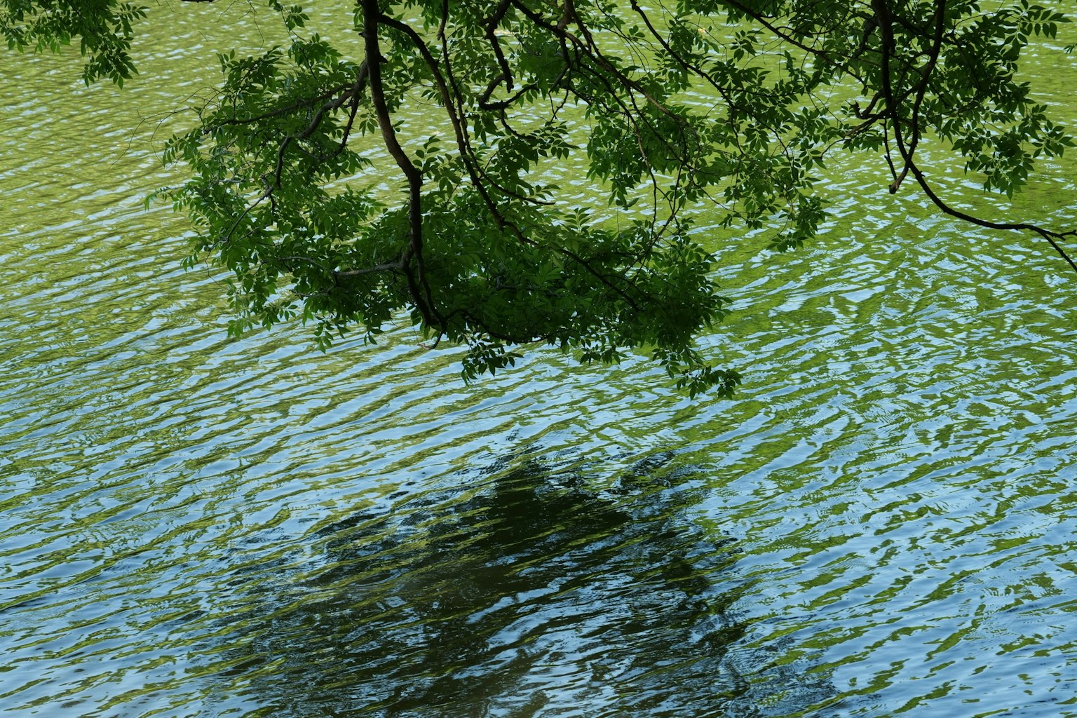 Reflection of tree branches on water surface with green leaves and blue ripples