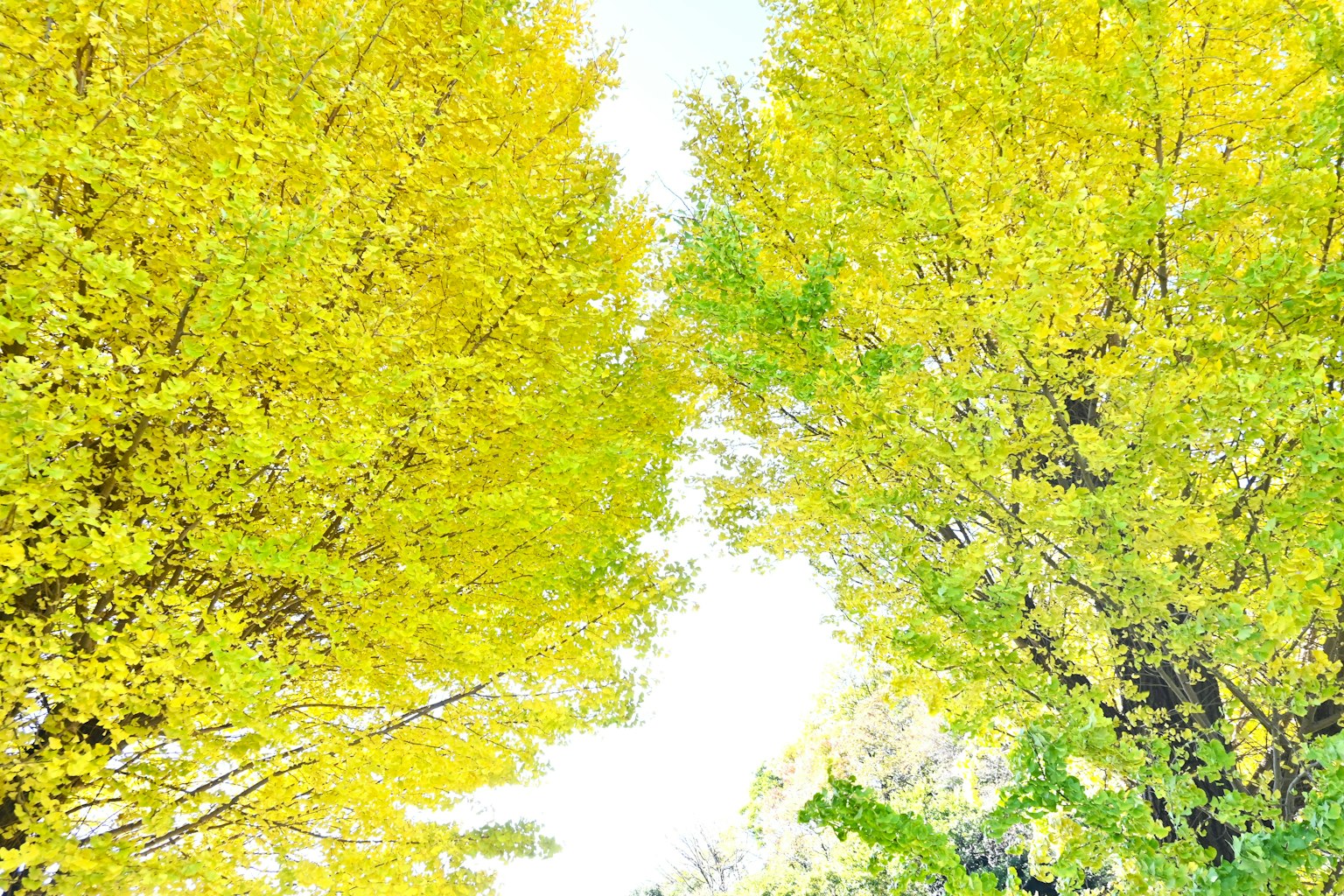 Paisaje brillante con árboles de hojas amarillas vibrantes