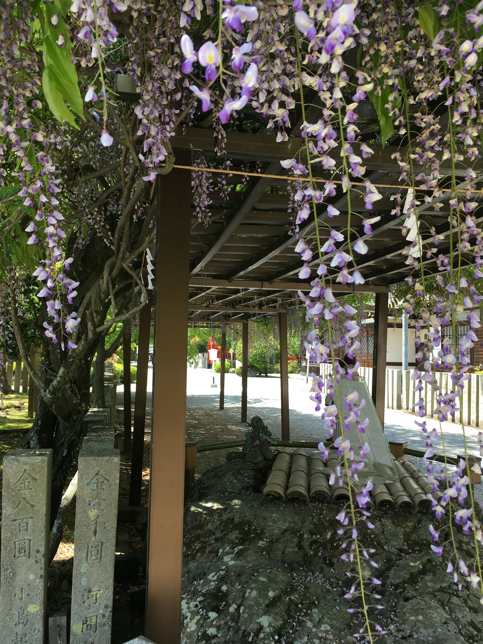 Purple wisteria flowers hanging from a wooden structure with a path in the background