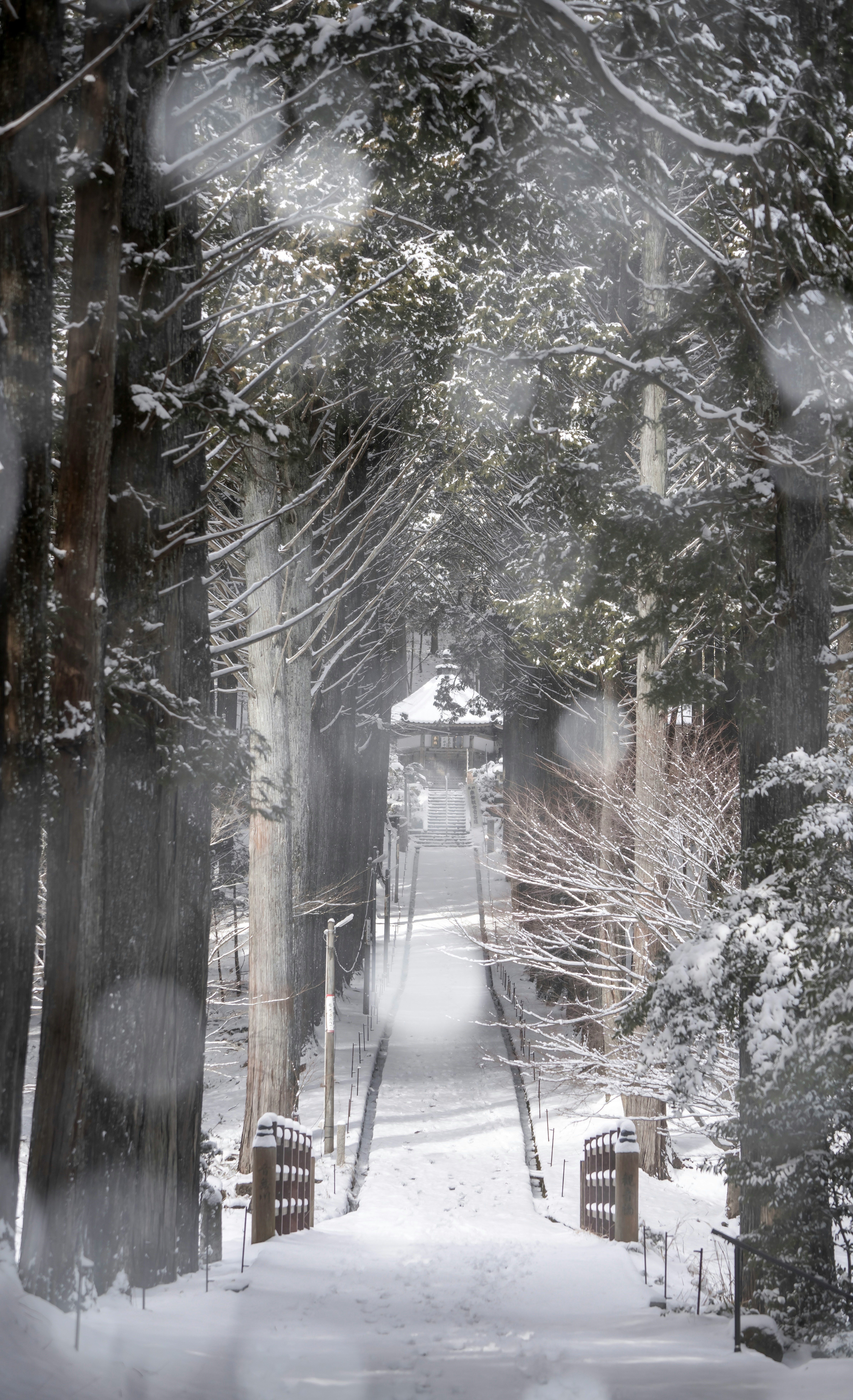 雪の降る並木道の奥行きのある小径