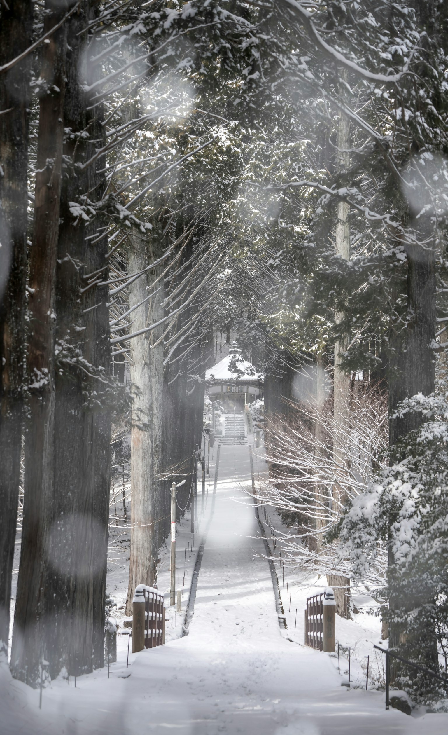 被雪覆盖的森林小径延伸到远方