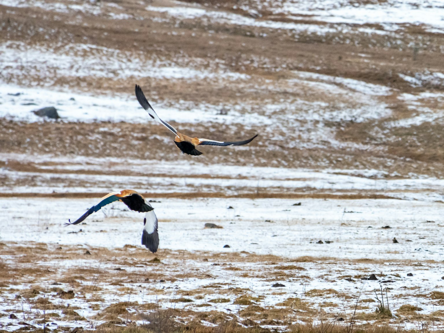 Two birds flying over a snowy grassland
