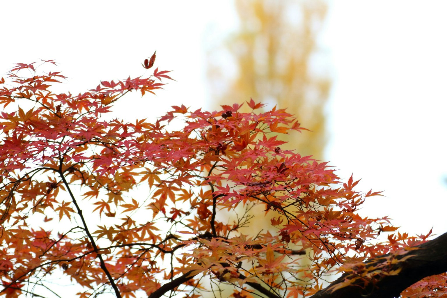 Ahornblätter in herbstlichen Farben mit einem verschwommenen gelben Baum im Hintergrund