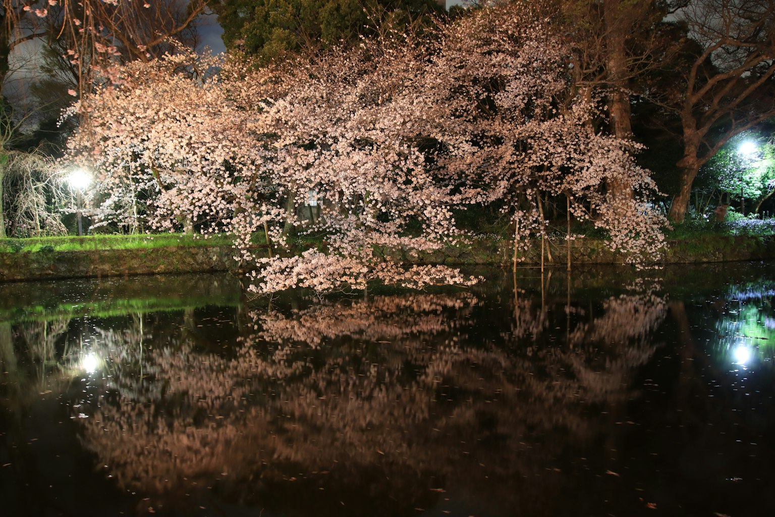 Pemandangan malam bunga sakura yang memantul di kolam