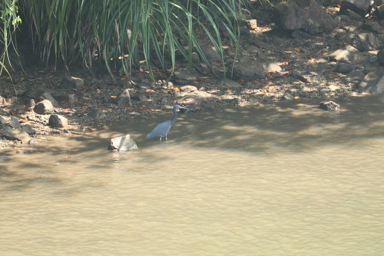 Un pájaro azul de pie en la orilla del agua rodeado de hierba verde