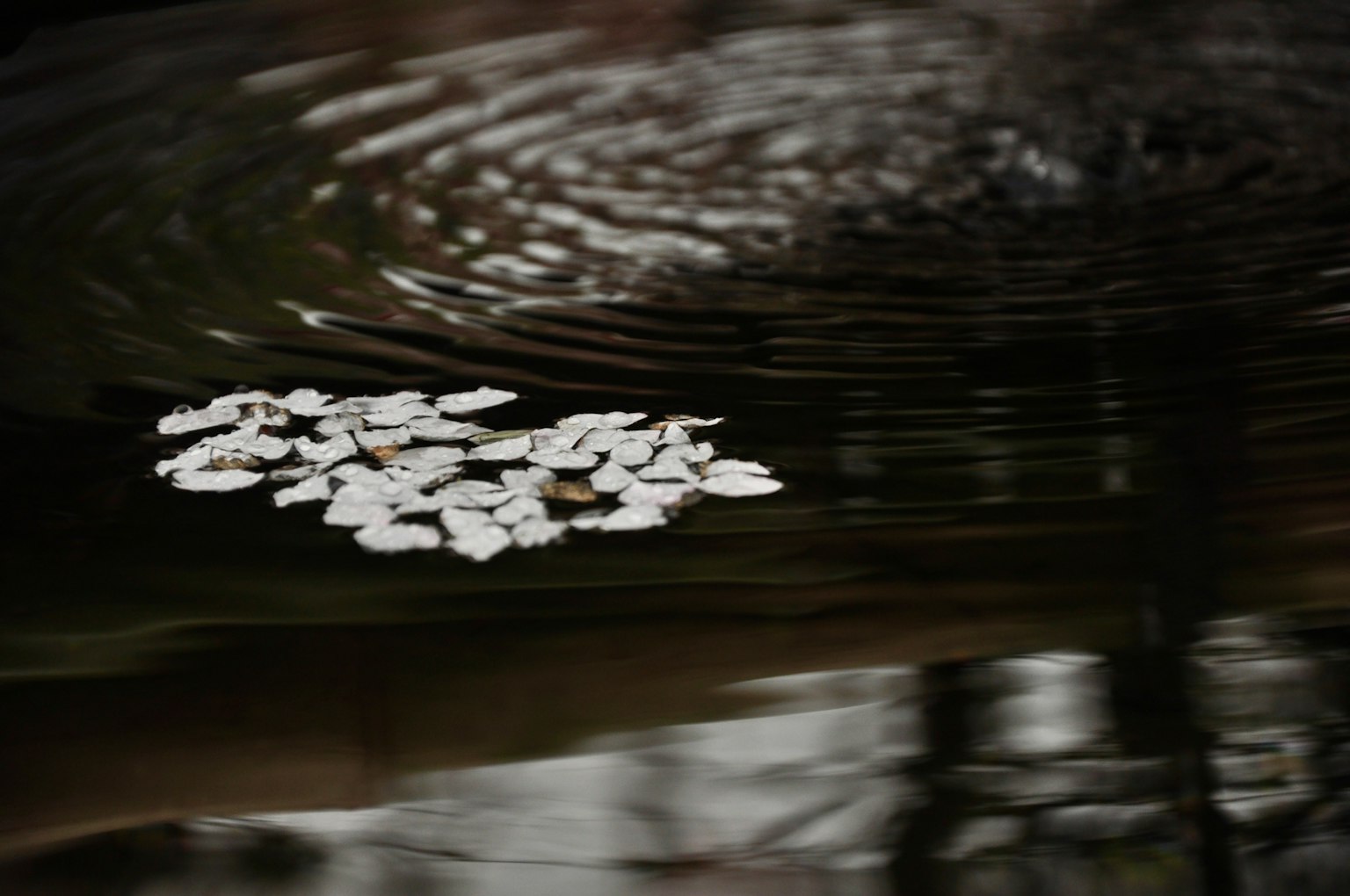 Kirschblütenblätter, die auf dem Wasser mit Wellen treiben