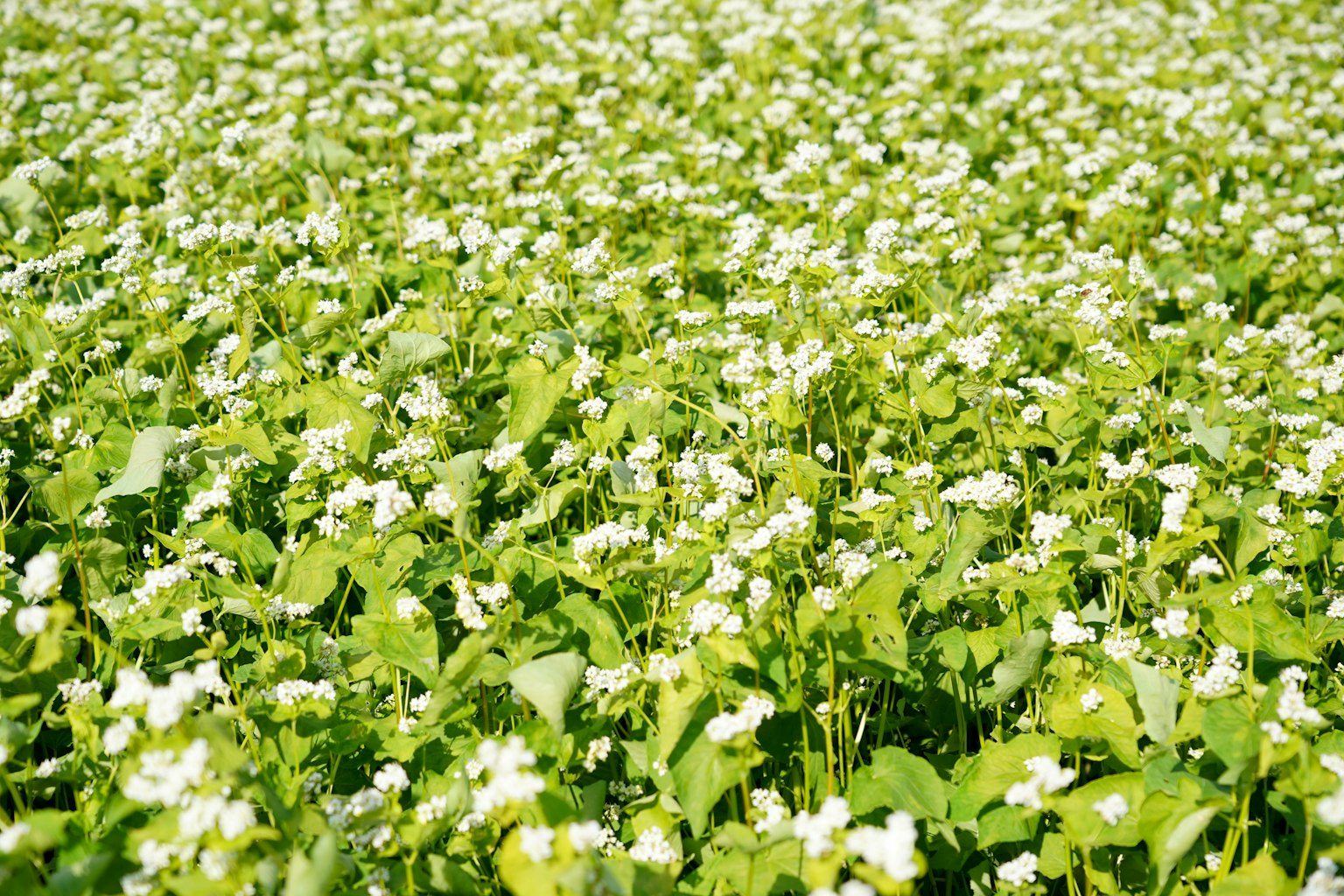 Un campo de alforfón con hojas verdes y flores blancas