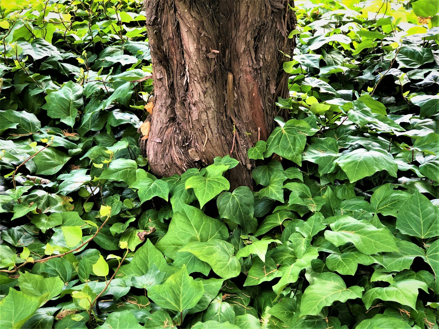 Tronco de árbol rodeado de hojas de hiedra verdes y exuberantes
