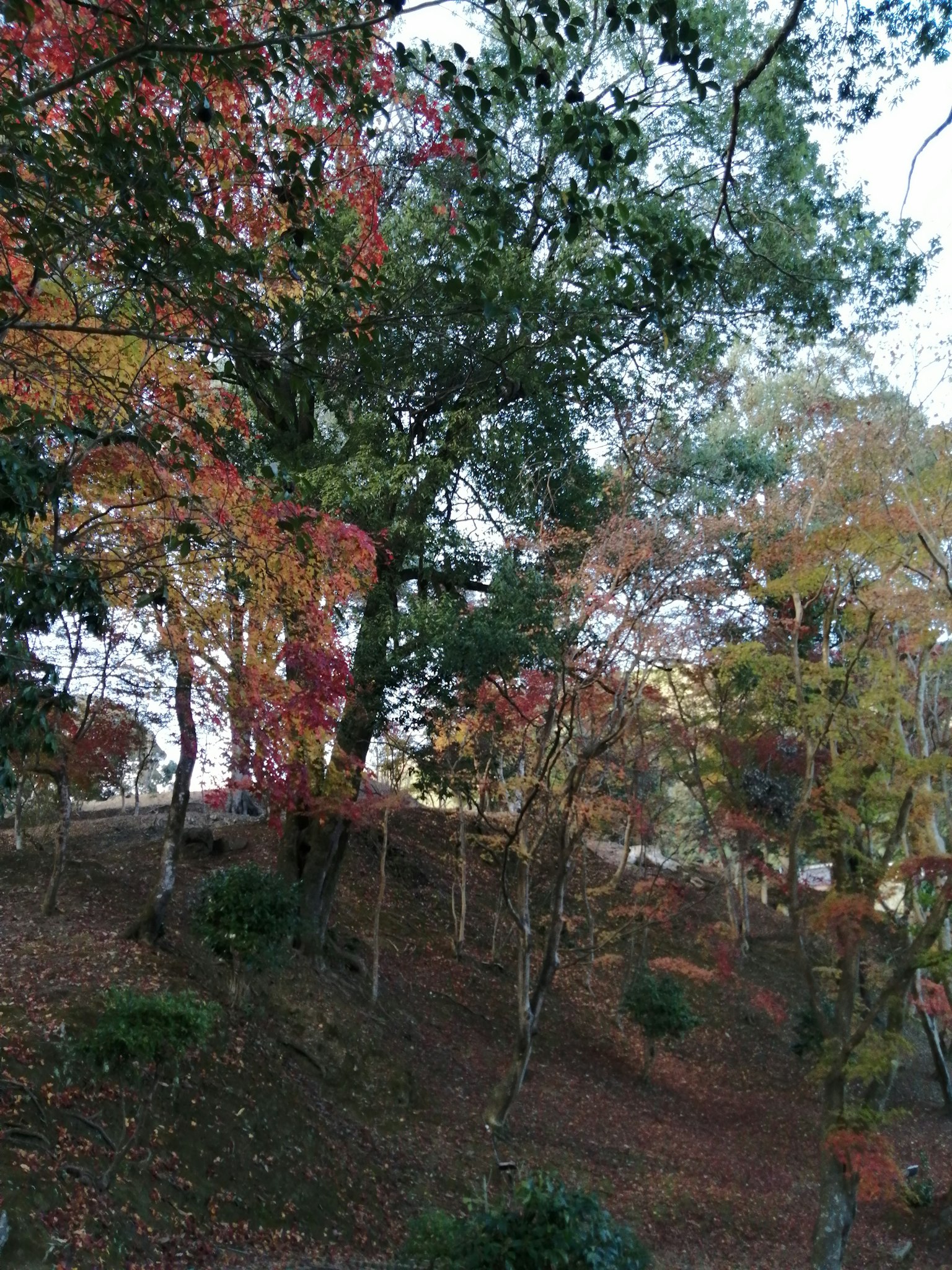 Vista escénica de árboles con vibrante follaje de otoño en una colina