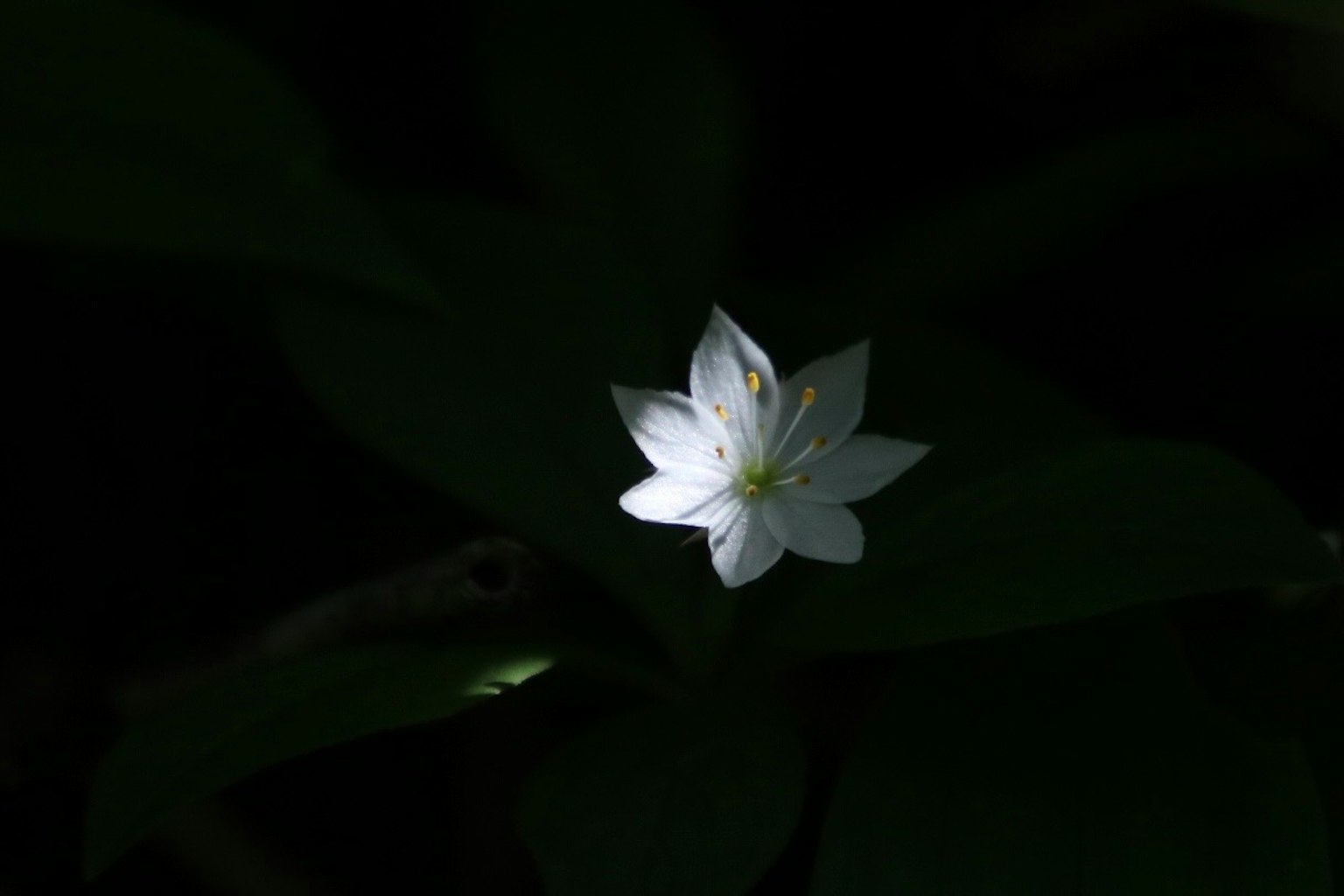 Nahaufnahme einer weißen Blume vor dunklem Hintergrund
