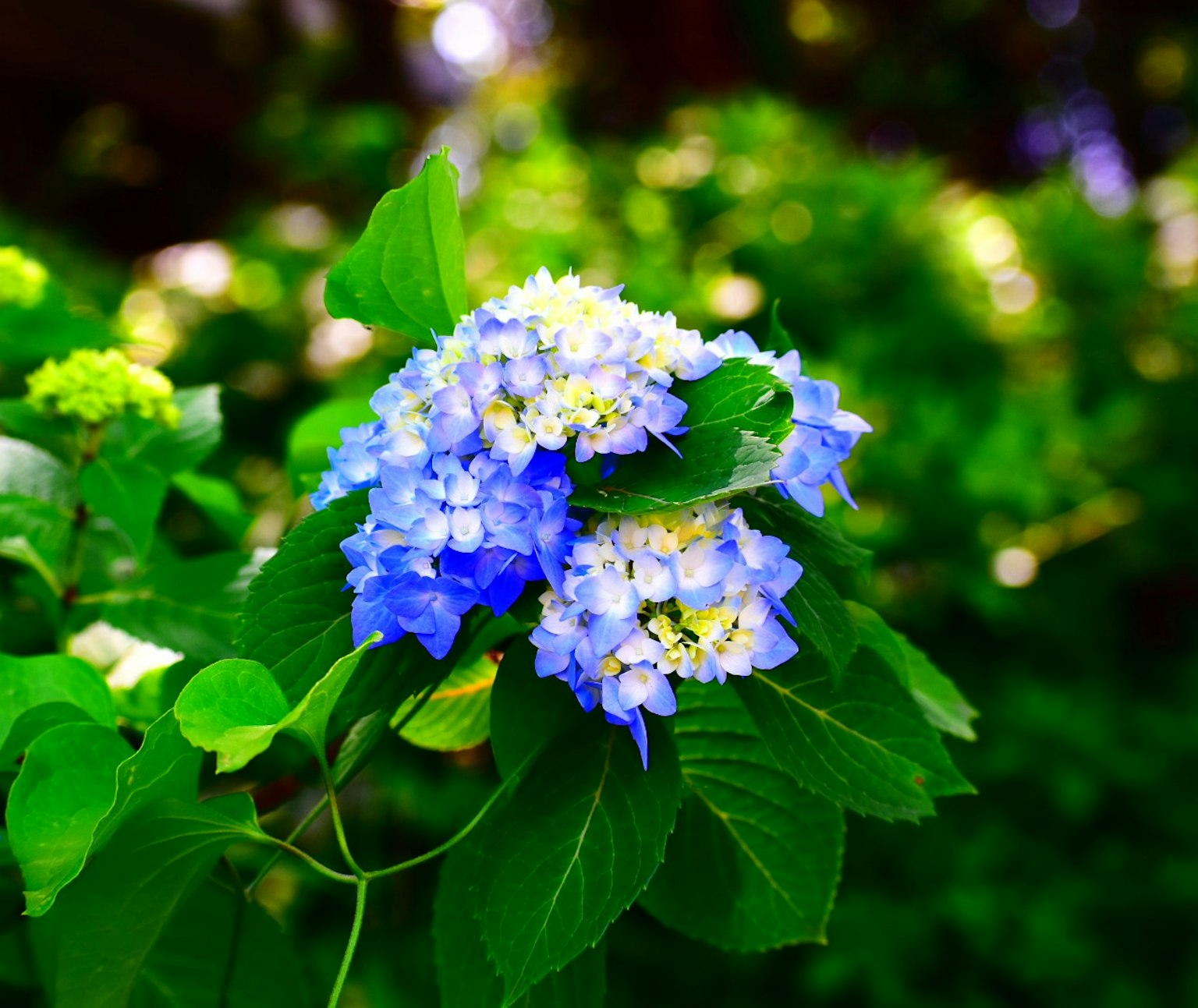 Un gruppo di fiori di ortensia blu circondati da foglie verdi vivaci