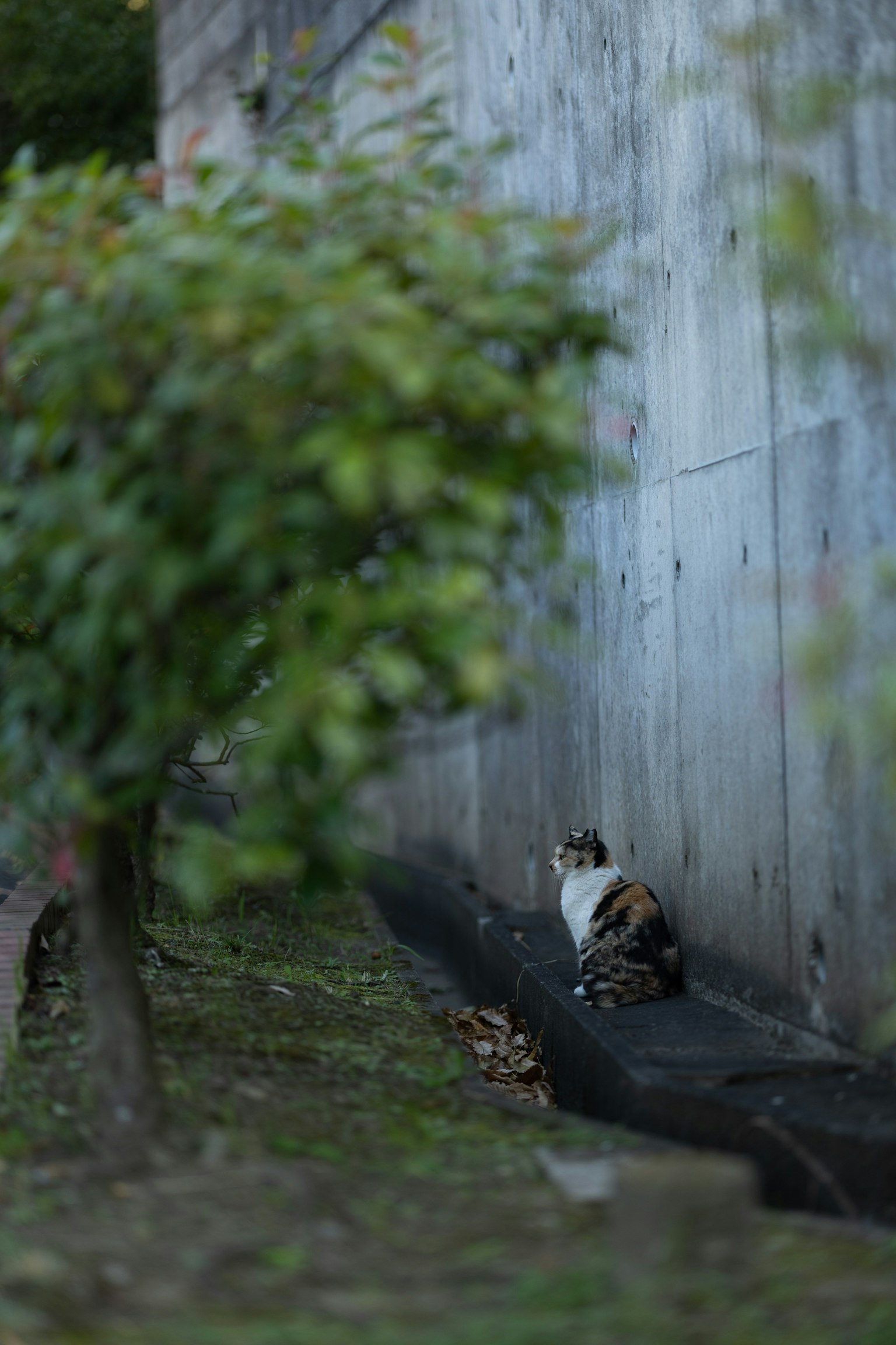 壁のそばに座っている三毛猫と緑の木