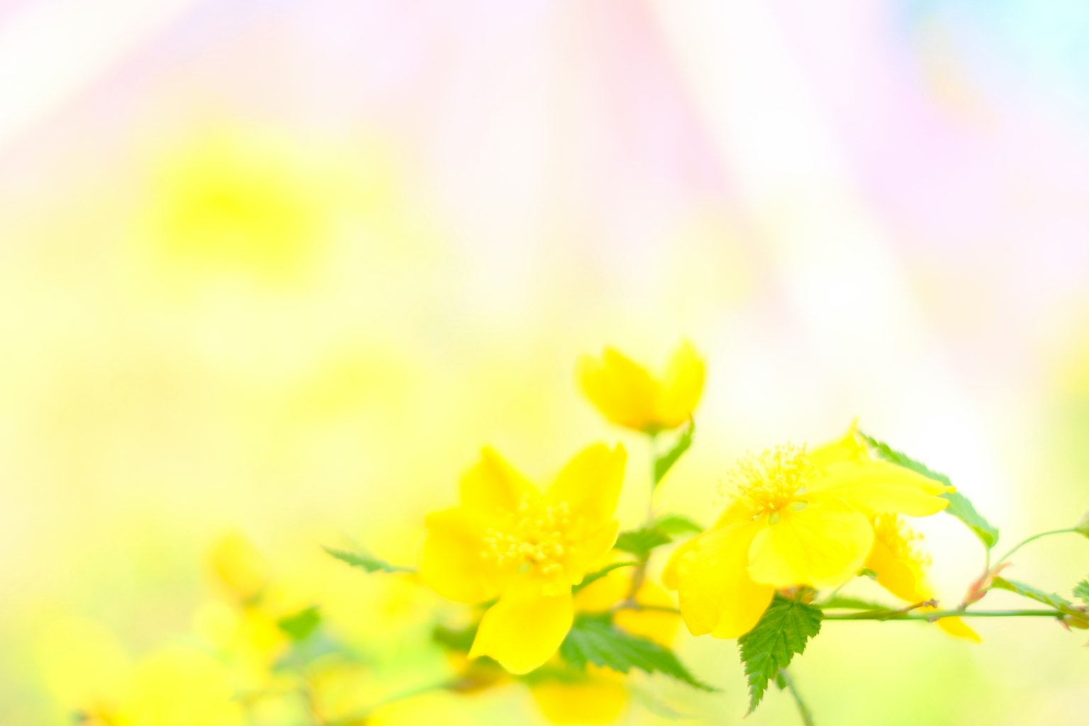 Hermosa imagen de flores amarillas contra un fondo suave y borroso