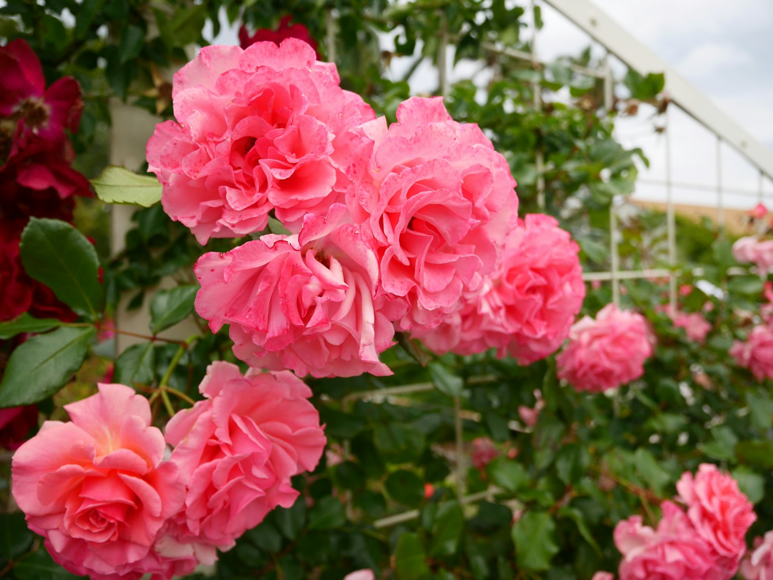 Primer plano de rosas rosadas en flor en un jardín
