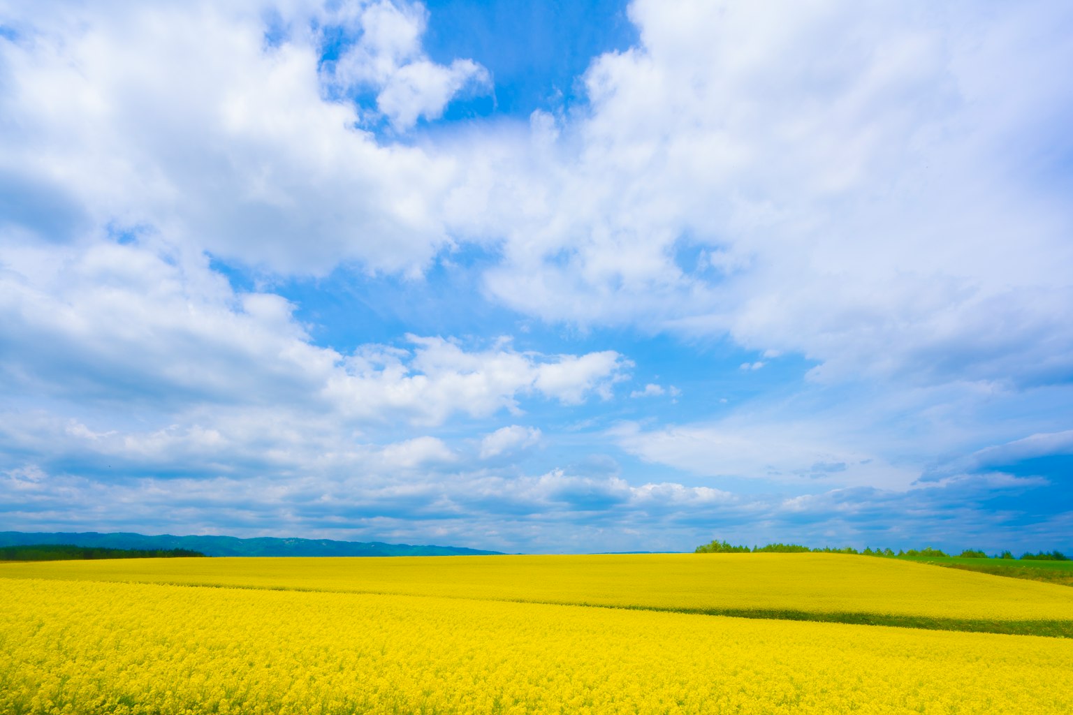 Vibrant yellow flower field under a blue sky with fluffy white clouds