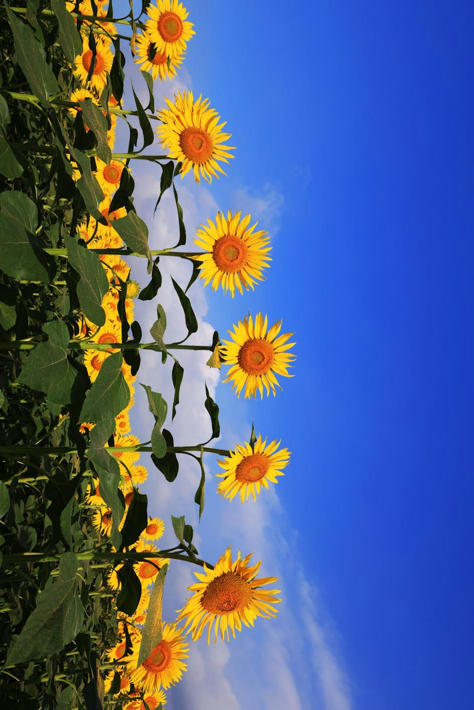 Ein Feld mit Sonnenblumen blüht unter einem blauen Himmel