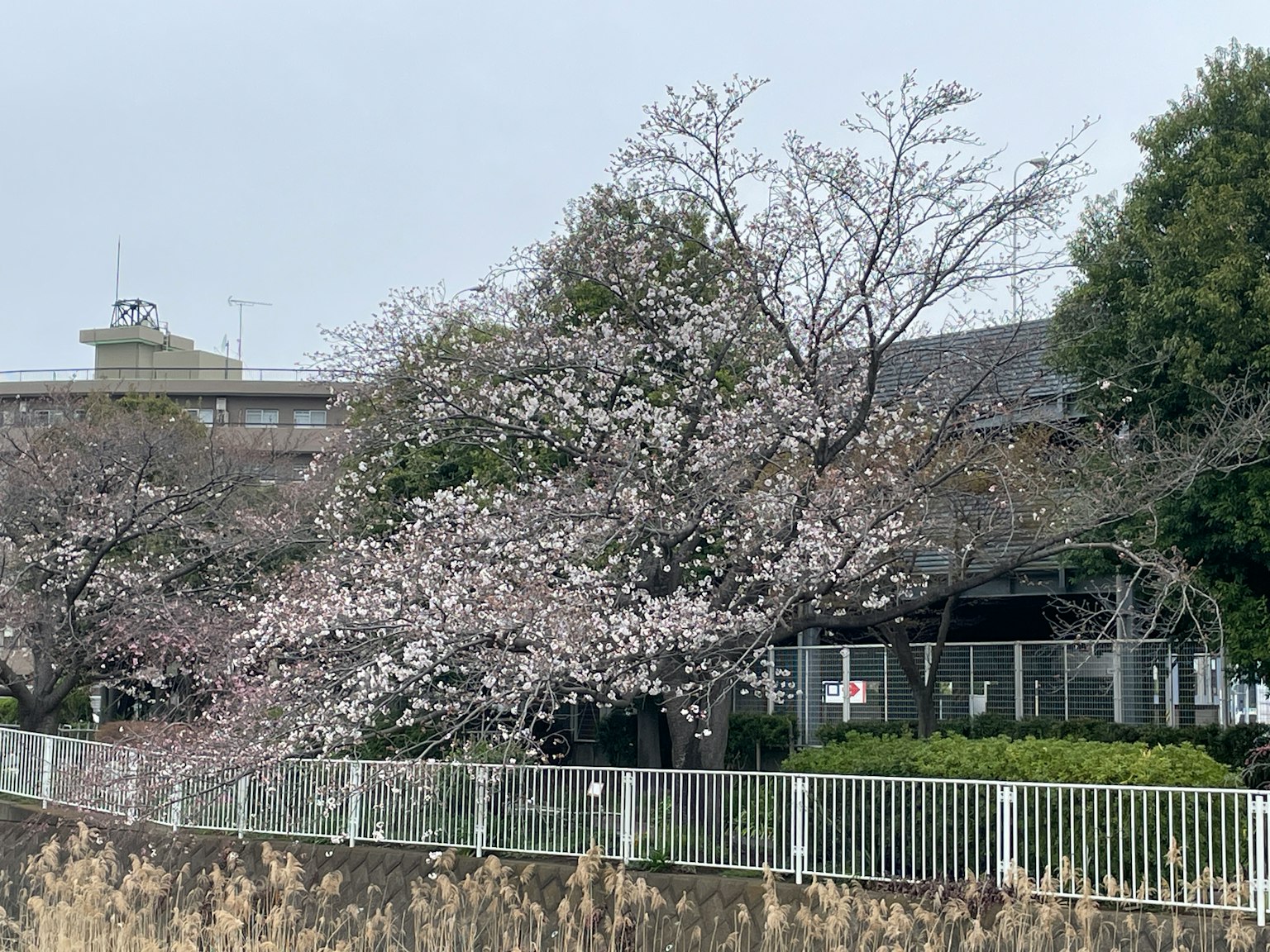 Arbre de cerisier en fleurs à côté d'un bâtiment