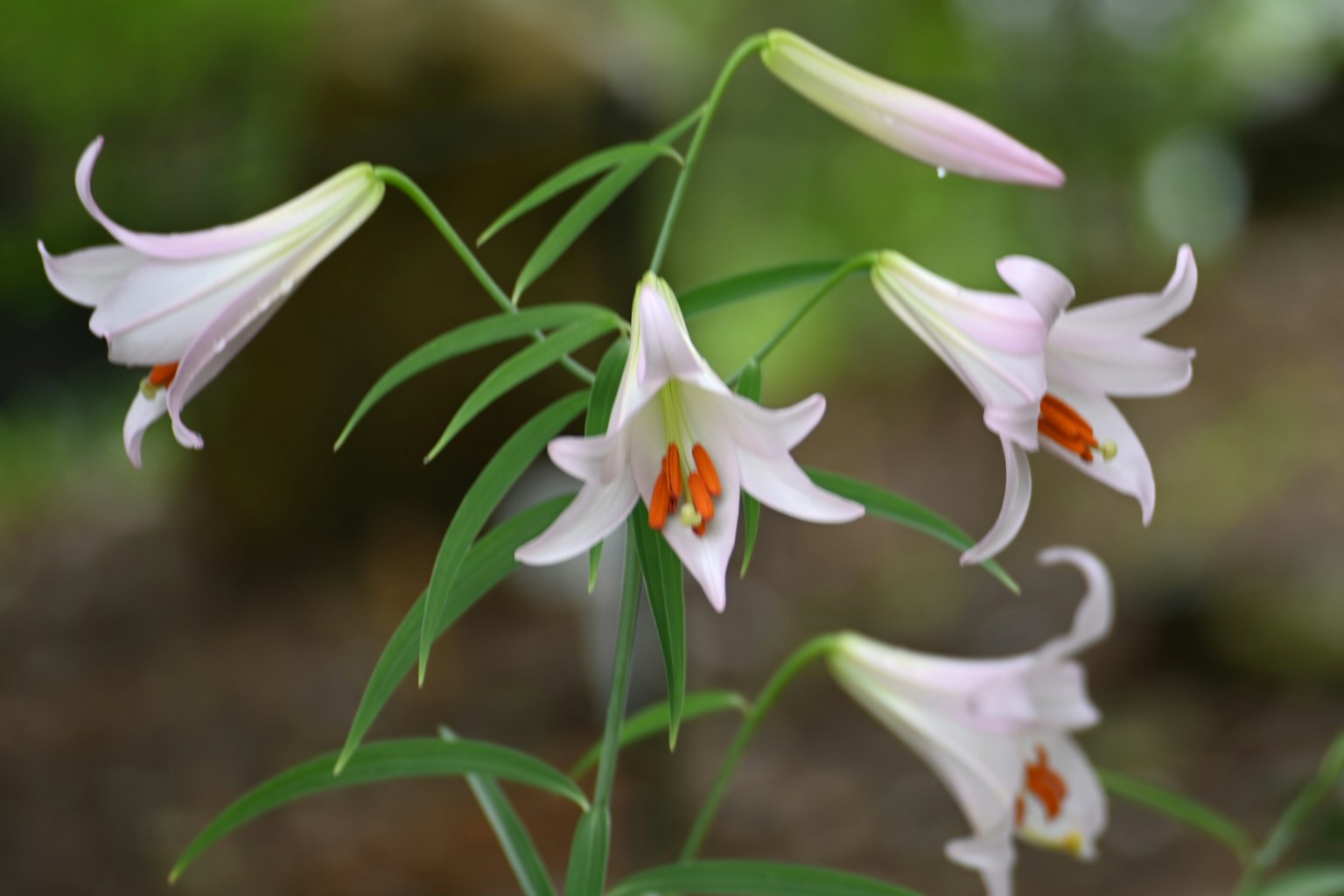 Kumpulan bunga lily cantik dengan kelopak merah muda