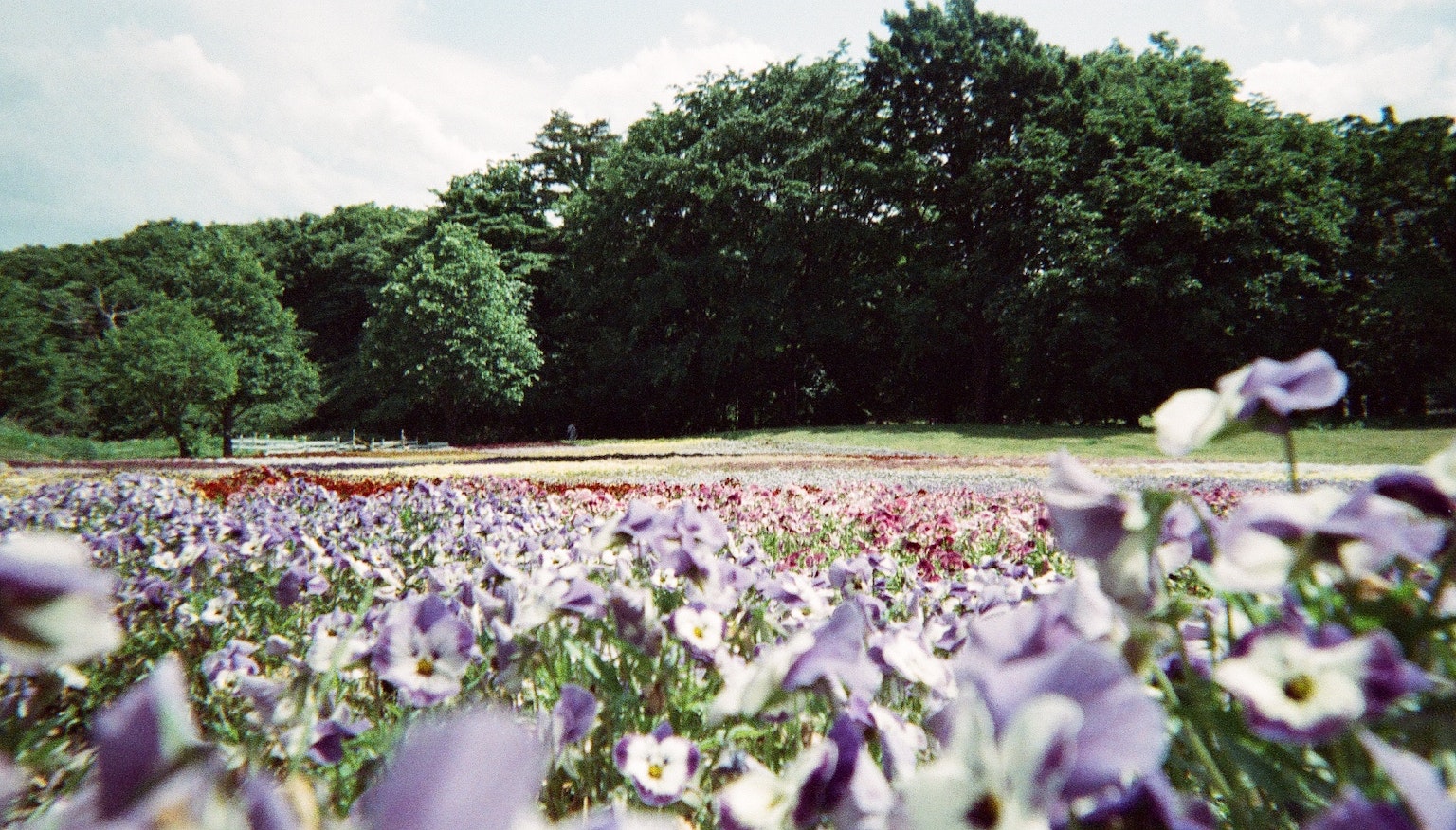 Eine Landschaft mit lebendigen Blumen, die in einem geräumigen Park blühen