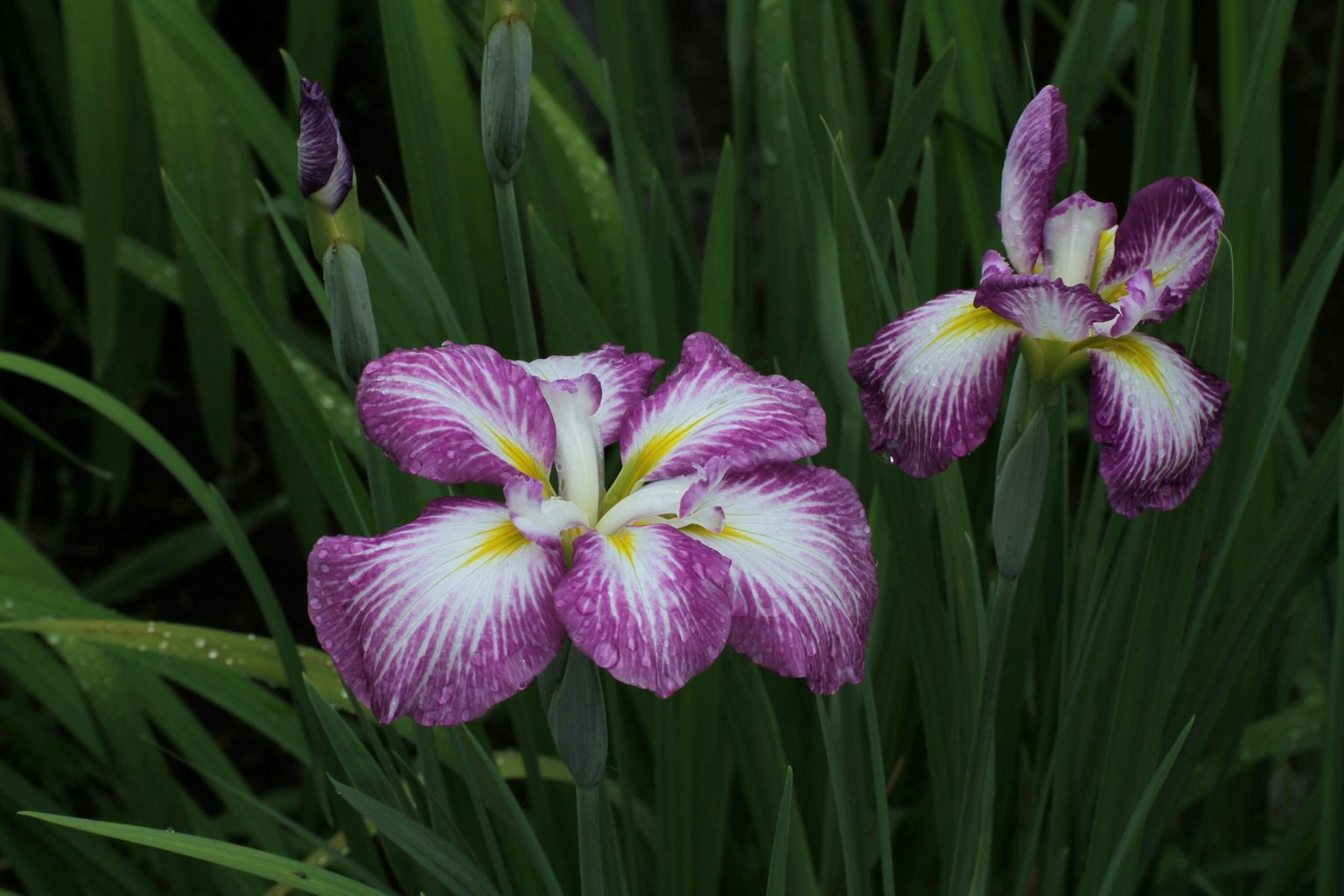 Lila und weiße Irisblüten umgeben von grünen Blättern